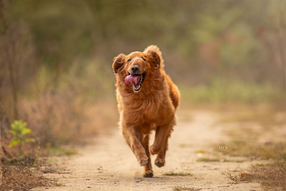 dog-portrait-photoshoot
senior-dog-photoshoot
rainbow-bridge-photoshoot
dogs-in-action-photoshoot