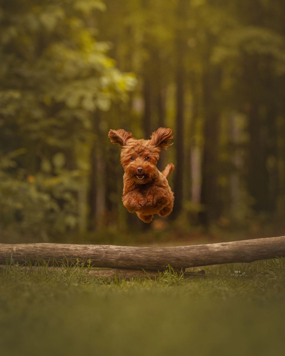 dog-portrait-photoshoot
dogs-in-action-photoshoot
dogs-in-action-sport-photoshoot