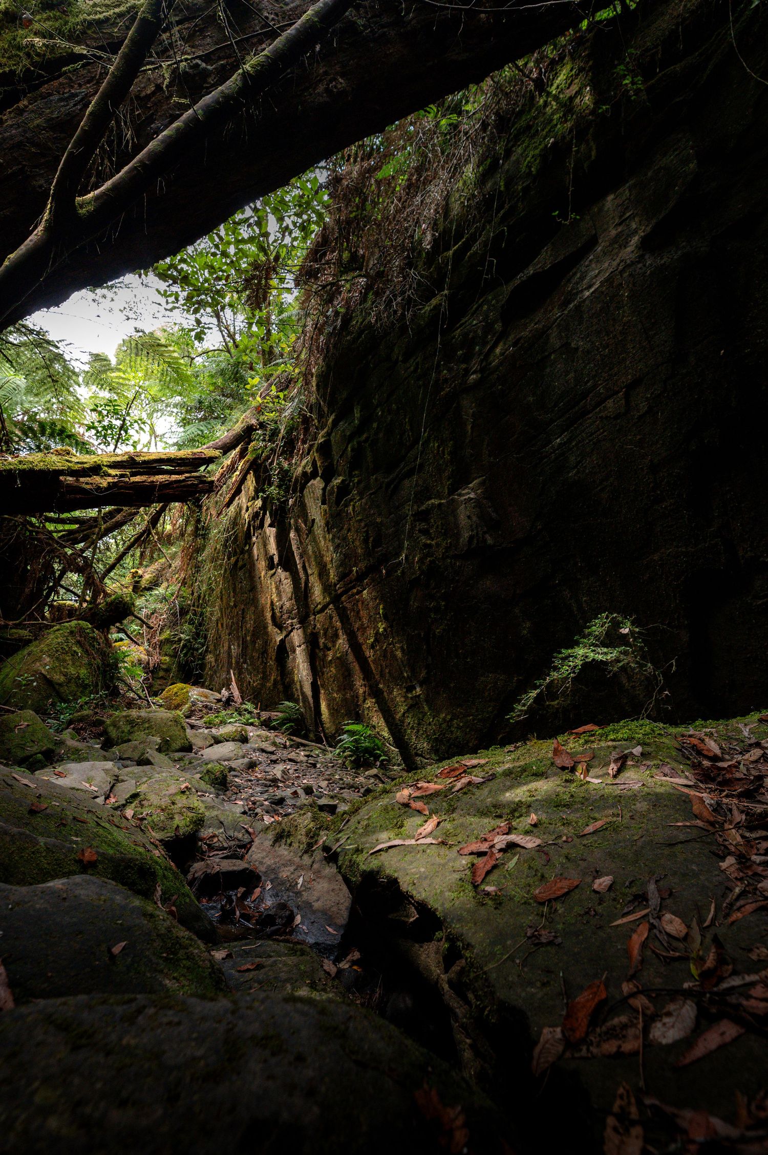 Moss-covered rocks and gnarled tree roots frame a dark cave entrance in a dramatic natural landscape.