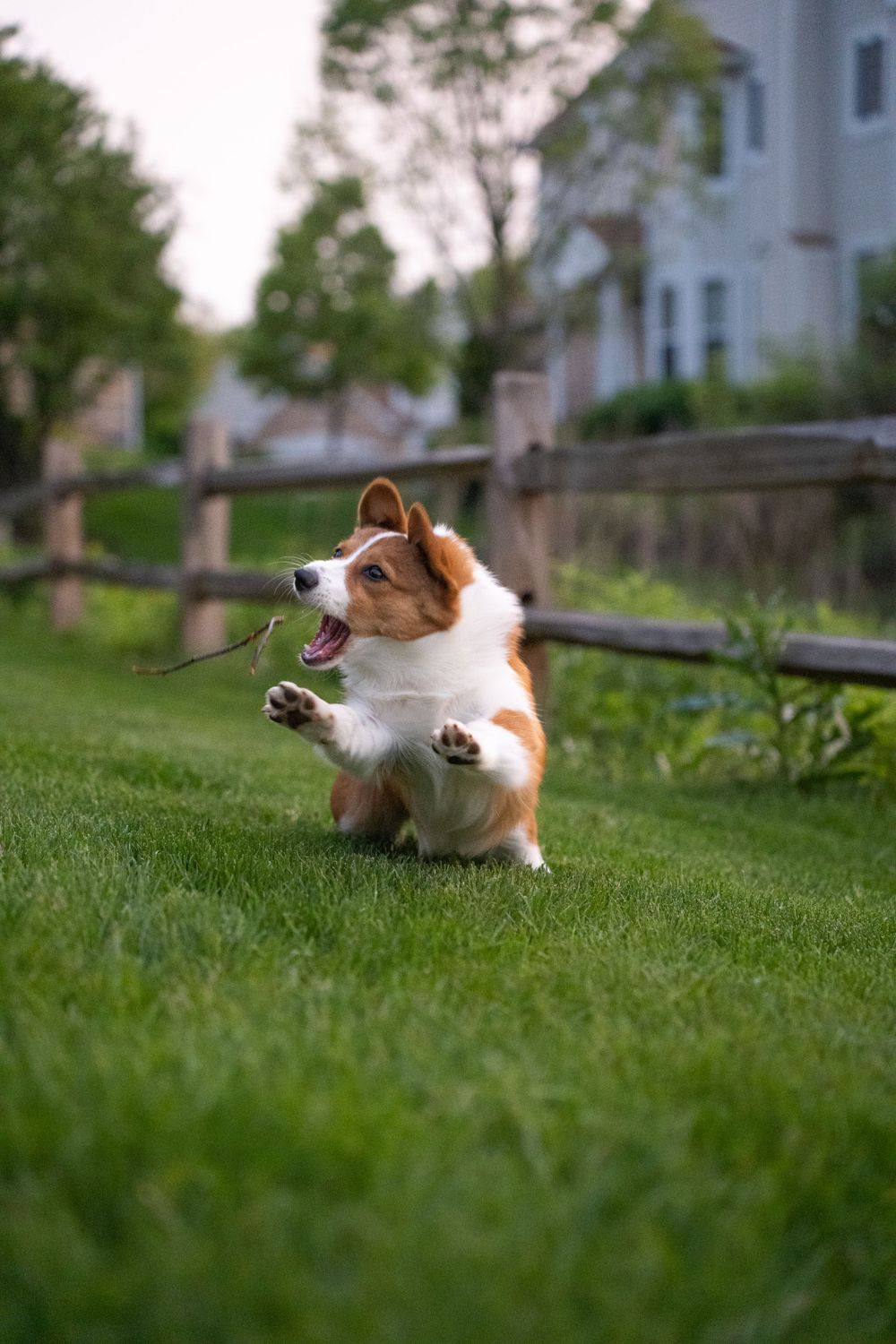 Happy corgi dog playing and jumping in green grass with paws up in a backyard.