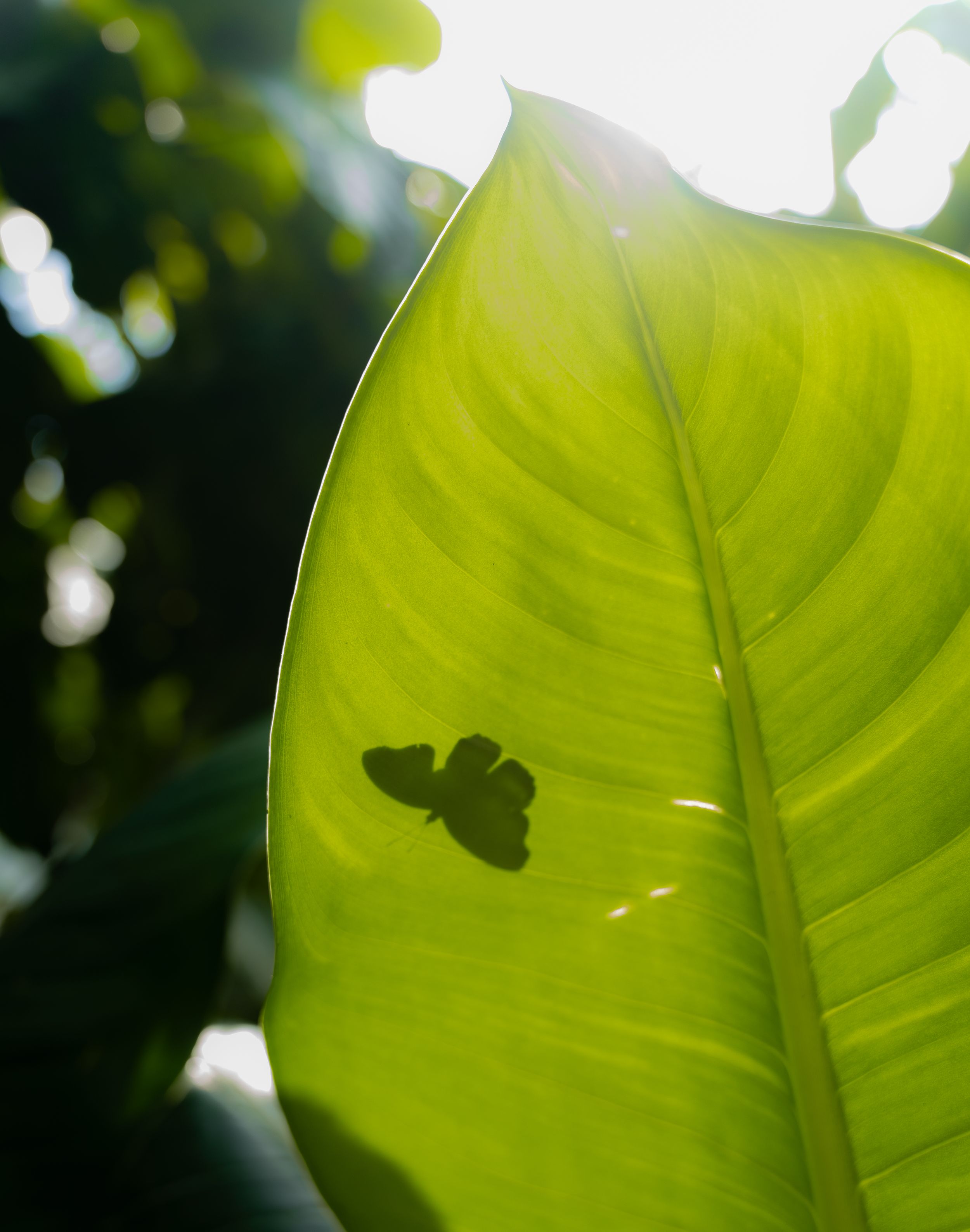 A butterfly silhouette casts a shadow on a backlit green banana leaf in sunlight.