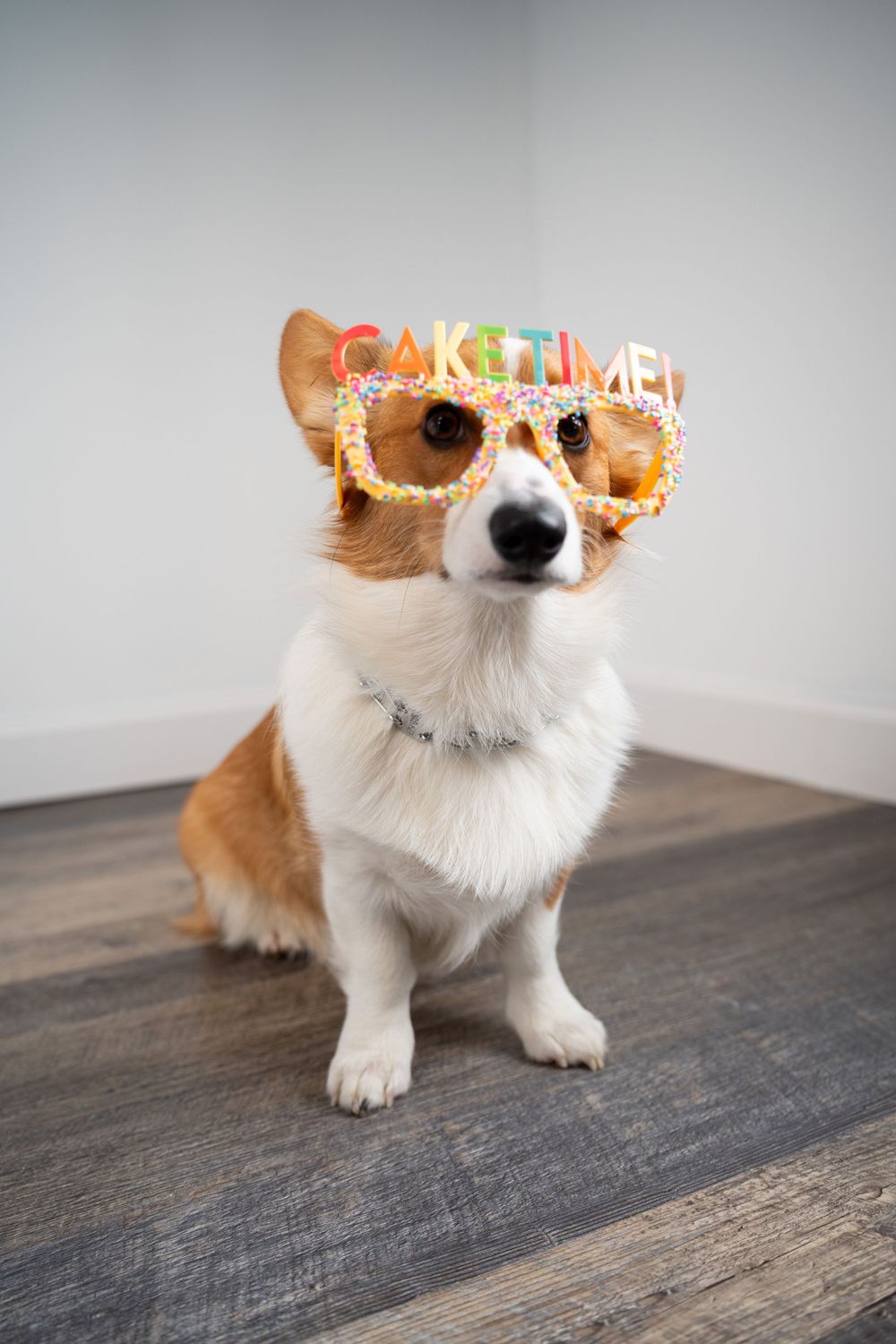 Corgi wearing festive party glasses with glowing text sitting on hardwood floor.