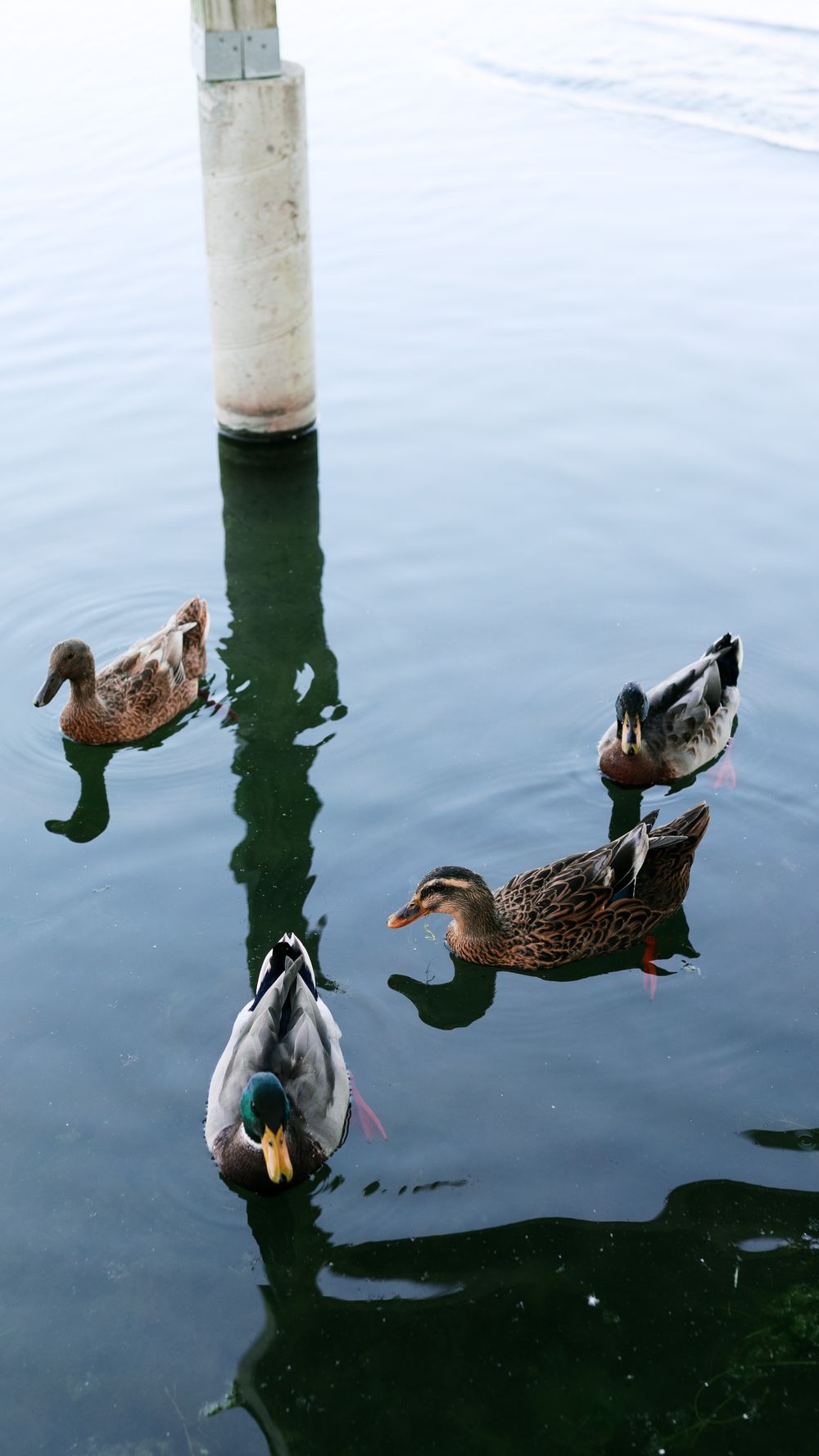 Four ducks swimming peacefully in calm water near a white post.