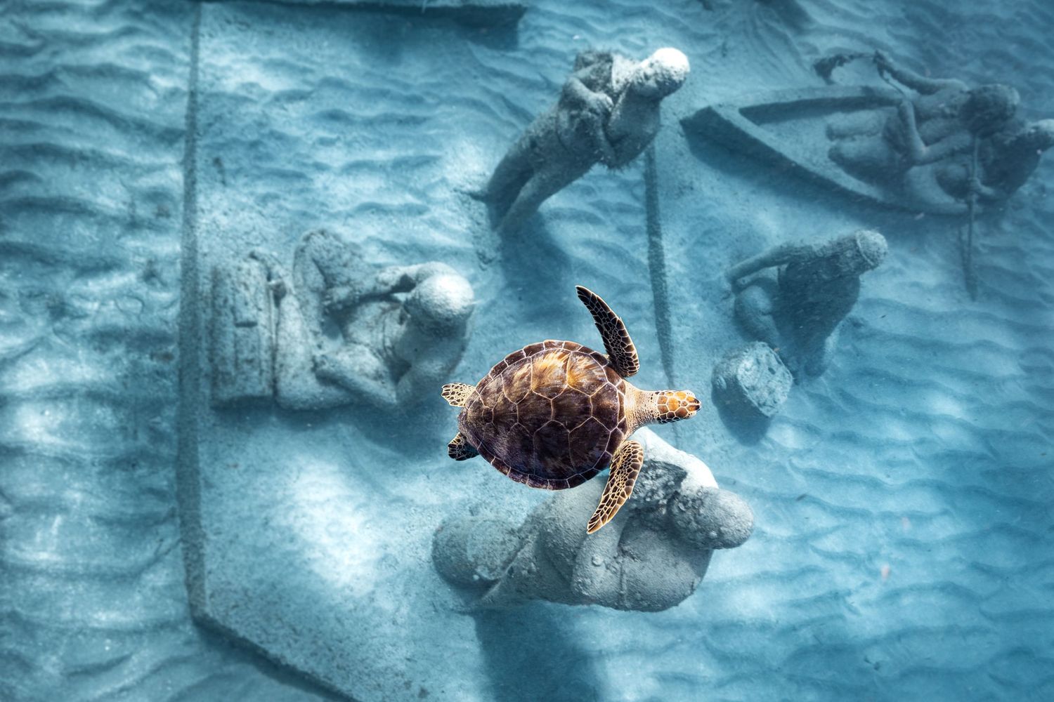 Sea turtle over Under SXM