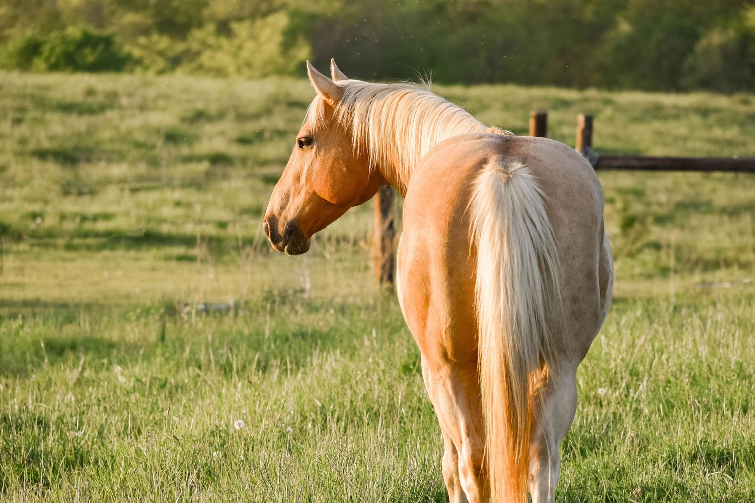 A palomino horse with flowing mane walks away in a green pasture during golden hour.