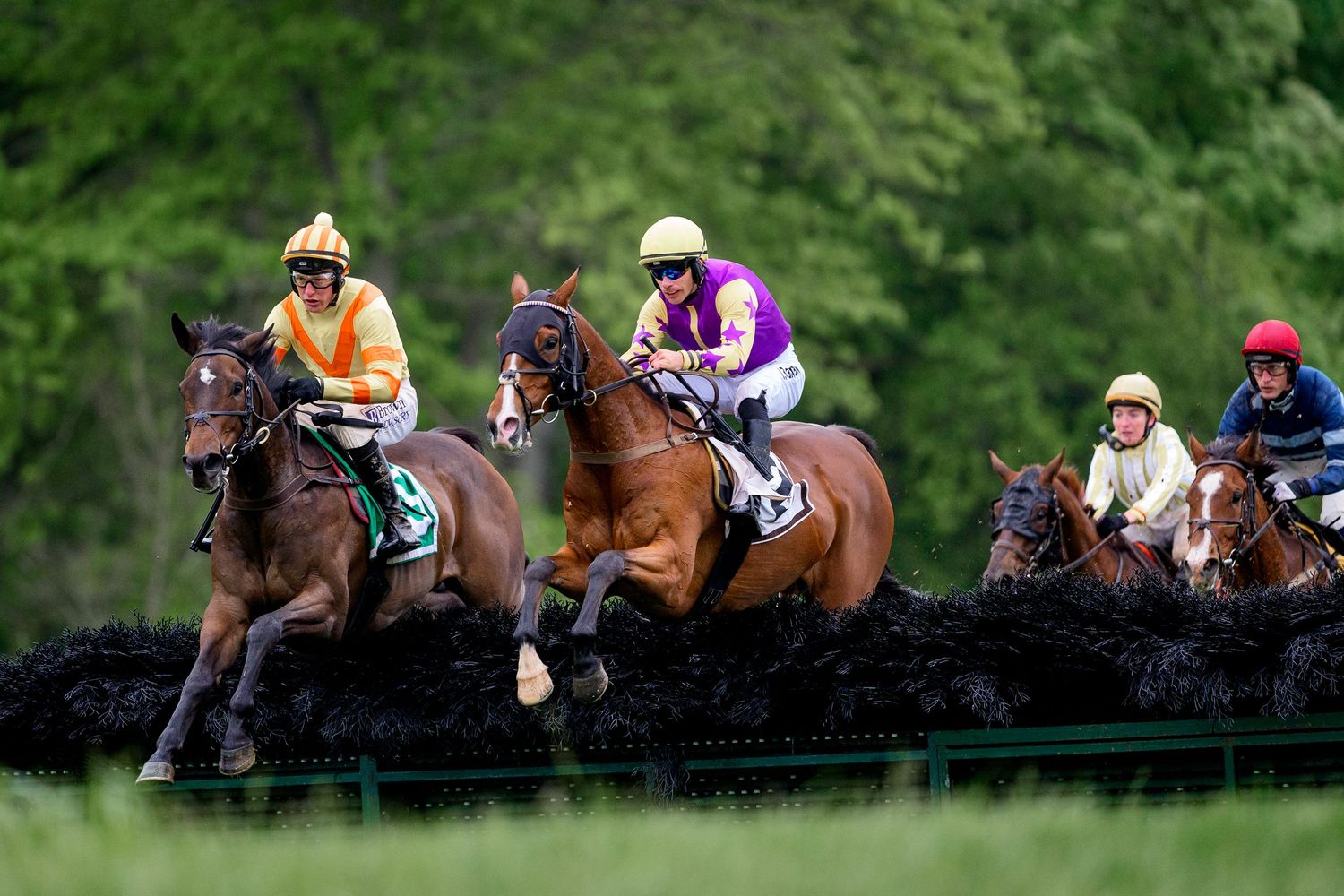 steeplechase horses jockey equestrian sports great meadow, Virginia Gold Cup