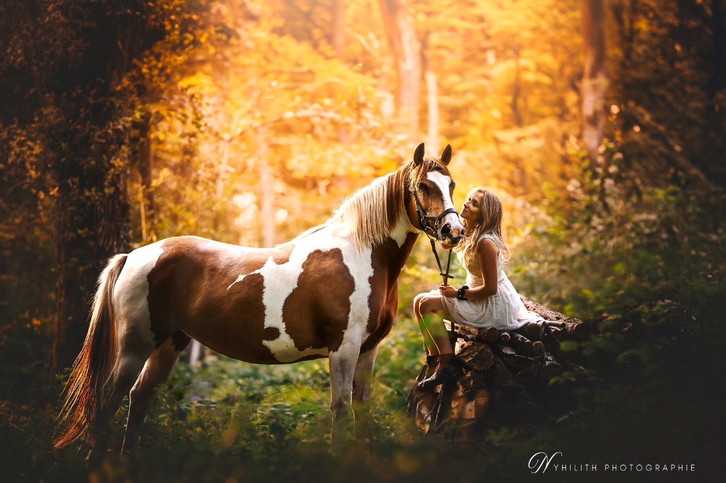 Séance photo d'un cheval dans la forêt près de Verdun séance photo pour chevaux séance photo avec Nyhilith Photographie