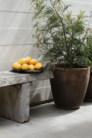 Fresh lemons on a plate next to a potted bamboo plant on a concrete bench.