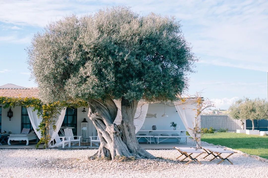 A white coastal-style house shaded by a large tree, with bright daylight and a clear sky.