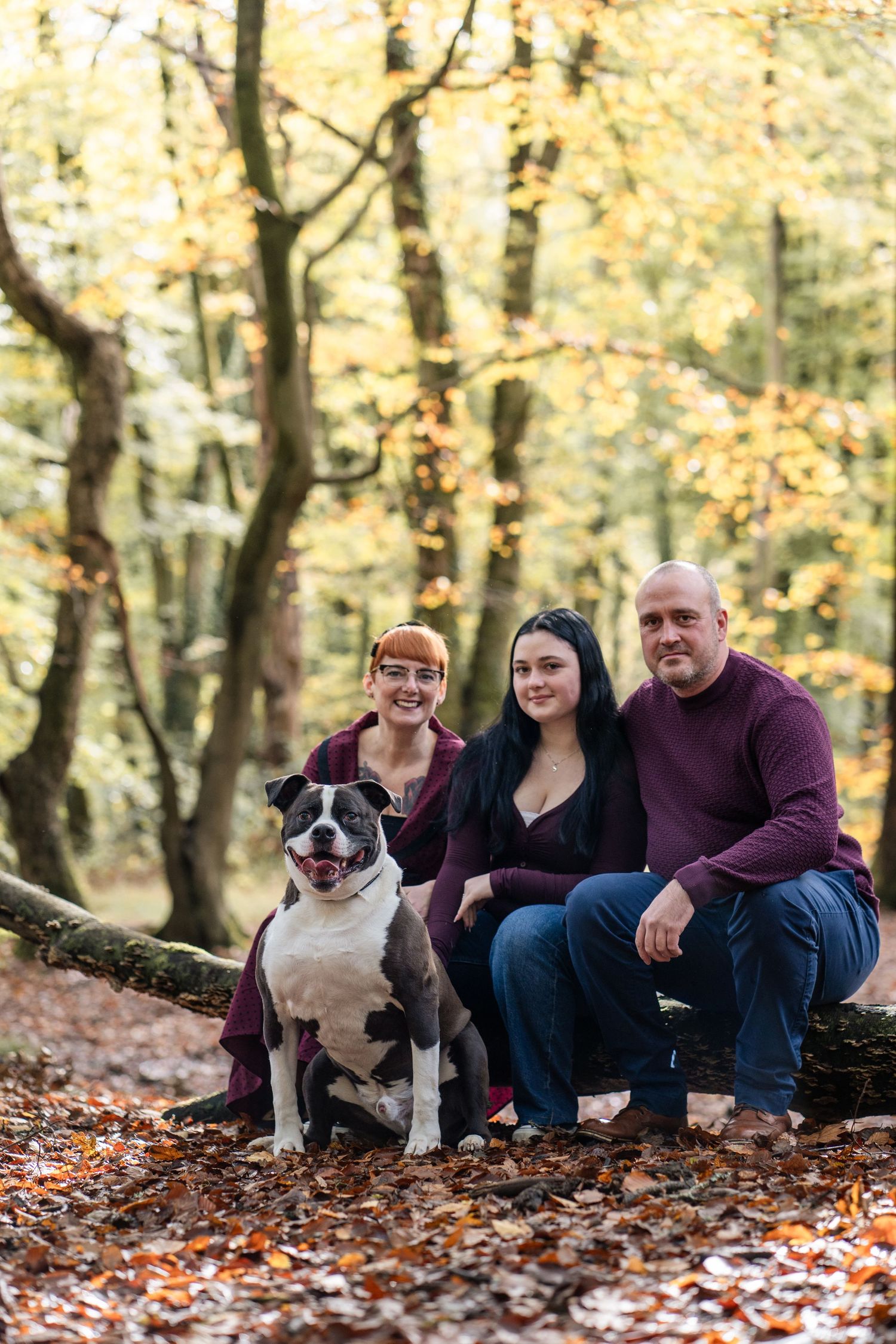 A family sits with their Boston Terrier dog on a fallen log surrounded by autumn leaves in a forest setting.