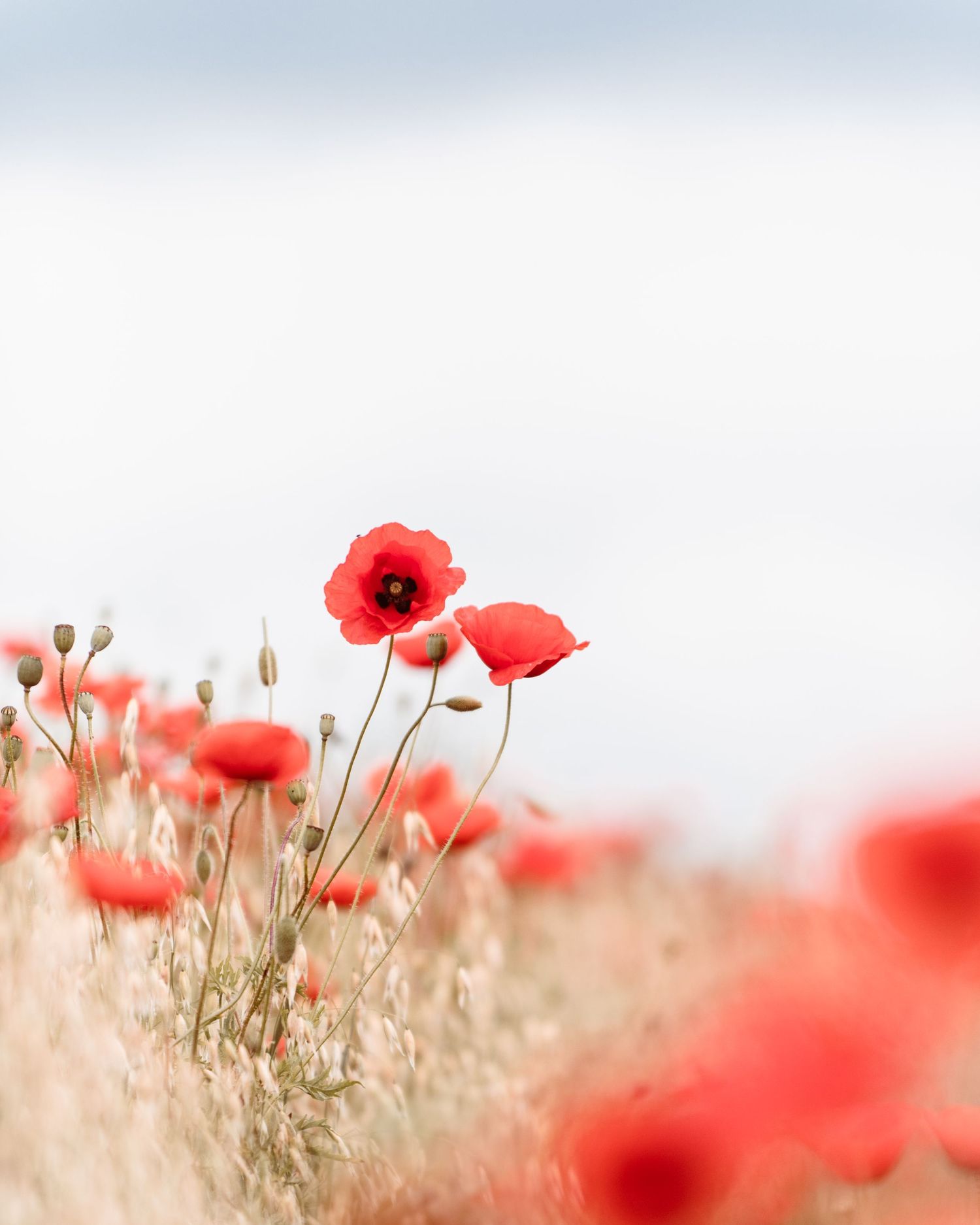 Red poppies bloom in a soft-focus field with dreamy bokeh effect creating a romantic natural landscape.