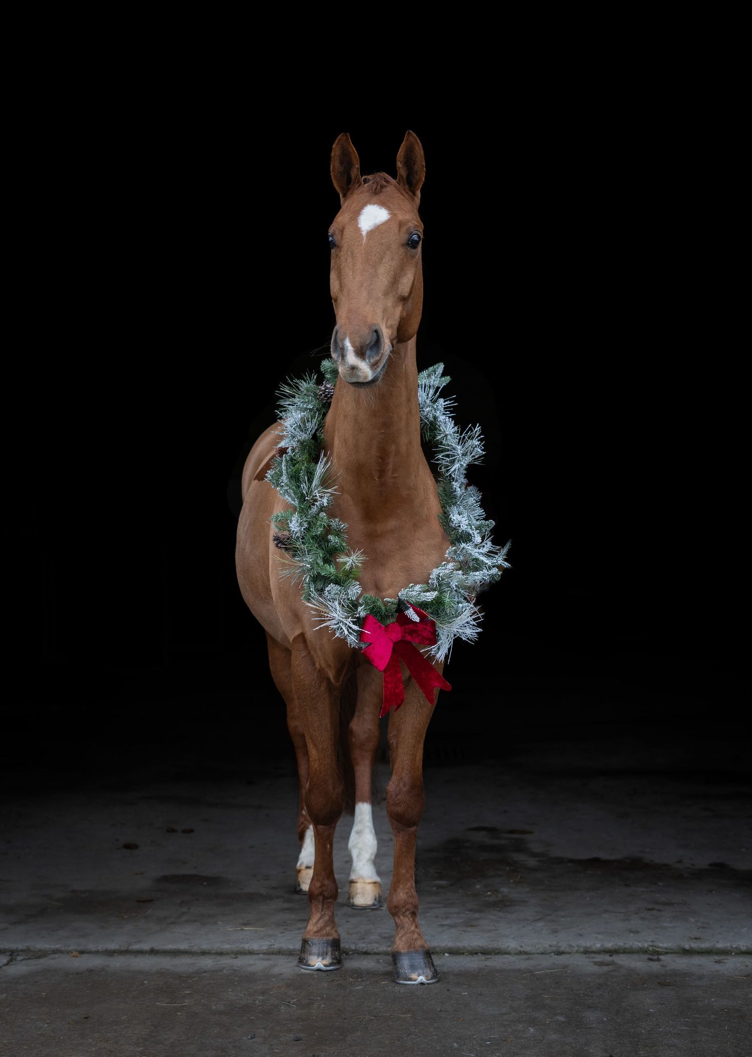 A brown horse wearing a festive silver tinsel garland and pink bow stands against a dark background in a holiday photo series.
