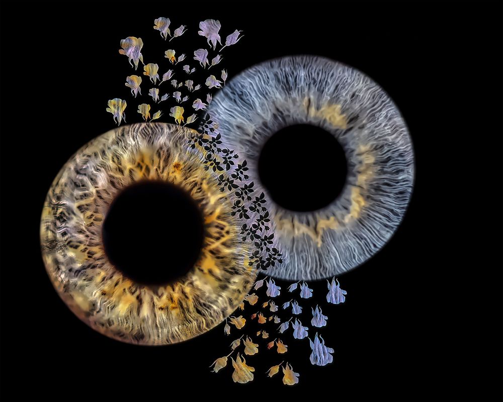 Series of artistic eye iris textures floating with scattered blue flower petals on black backdrop.