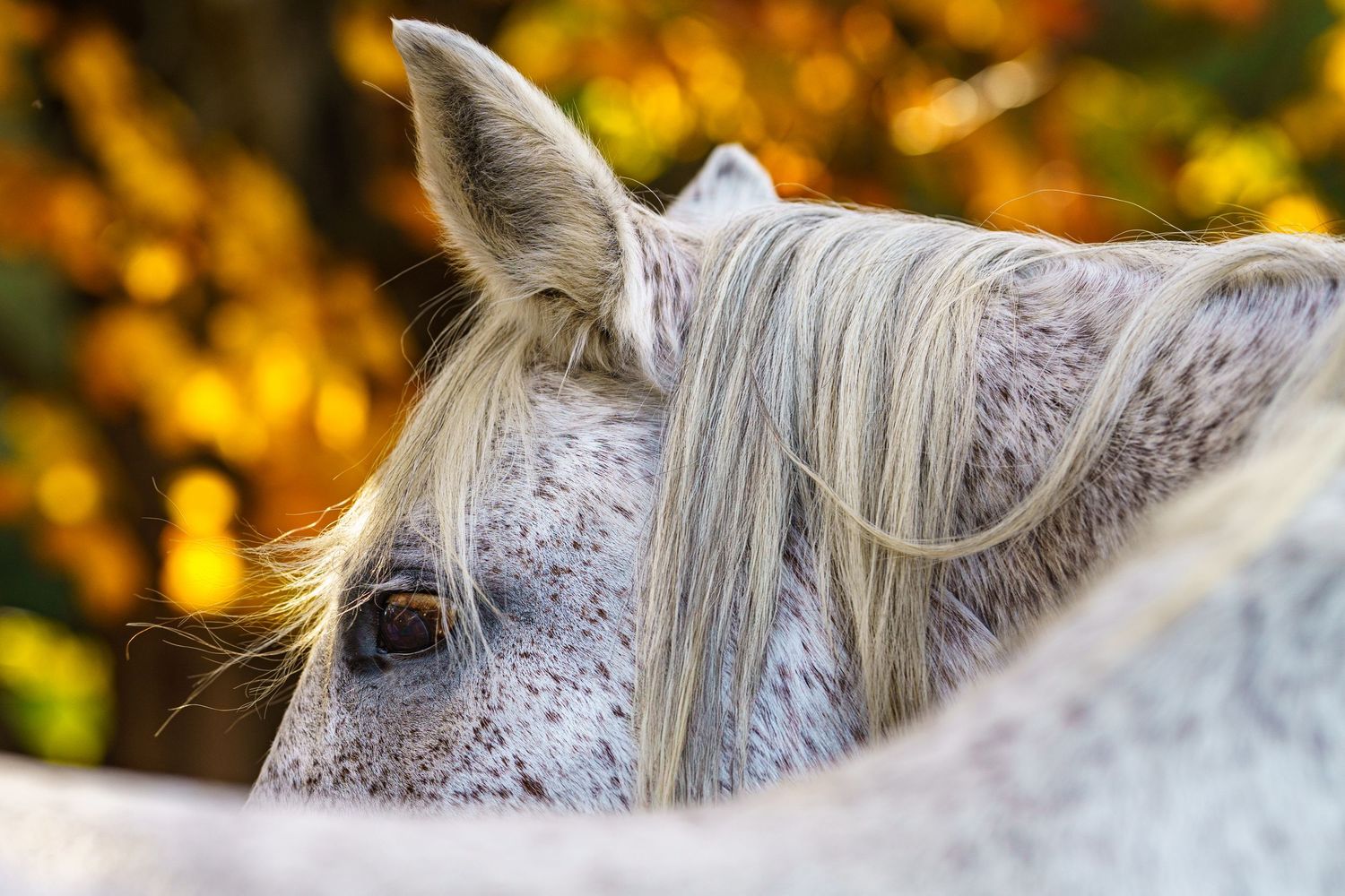 a stunning vermont fall scene focused on the eye of a white dappled horse and golden maple leaves- the best Vermont has to offer