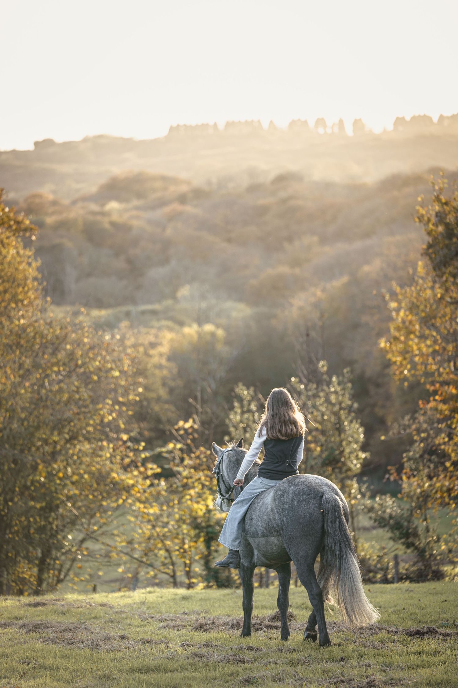 Pony grazing in a misty meadow at sunset with golden light filtering through autumn trees.