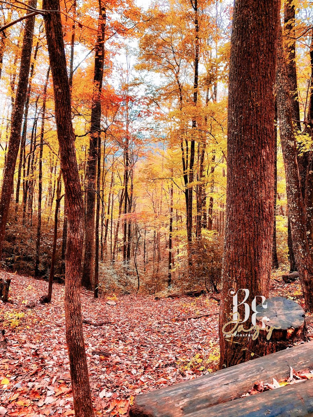 BE Jazy Photography-Fine Art-wall art-home-space-decor-nature-fall-mountain-trails-Tennessee art