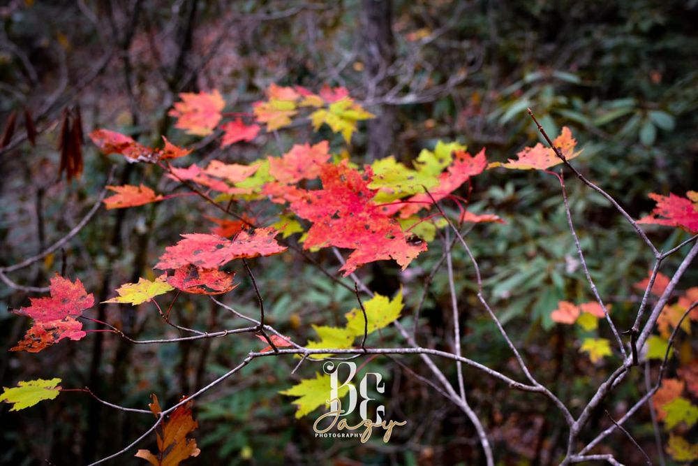 BE Jazy Photography-Fine Art-wall art-home-space-decor-nature-fall-mountain-trails-Tennessee art