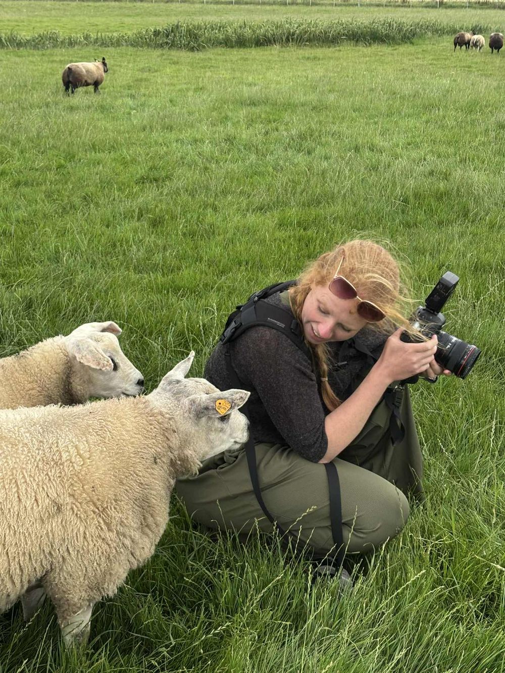 A sequence of photos showing a sheep curiously approaching and investigating a photographer lying in a green pasture.