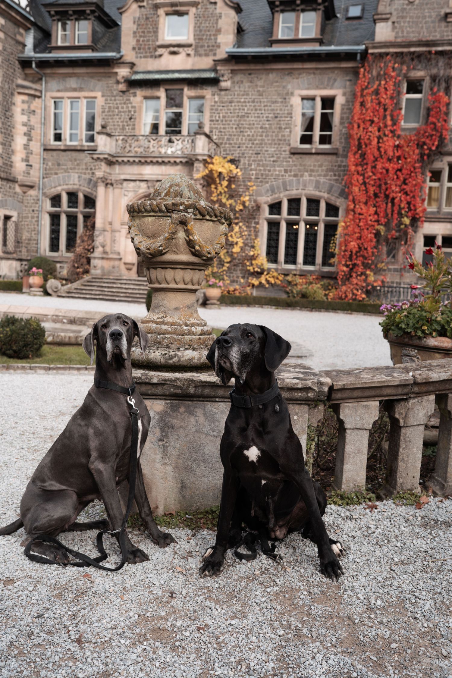 Zwei wunderschöne Doggen vor einem herbstlichen Schloss.