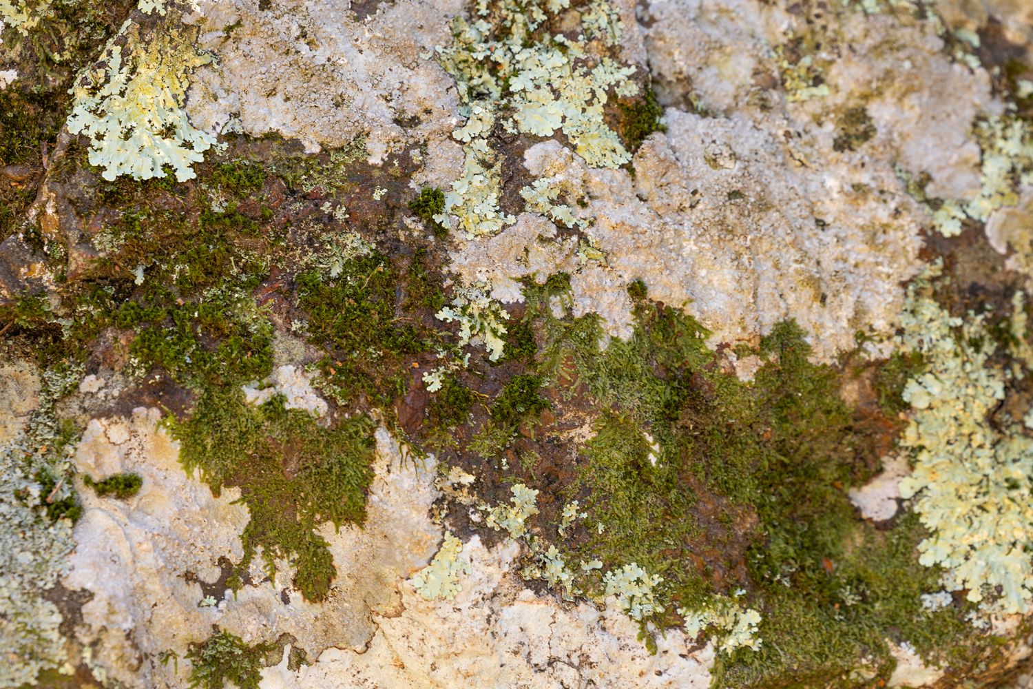 Textured surface showing white and green lichen growing on weathered stone in a natural pattern.
