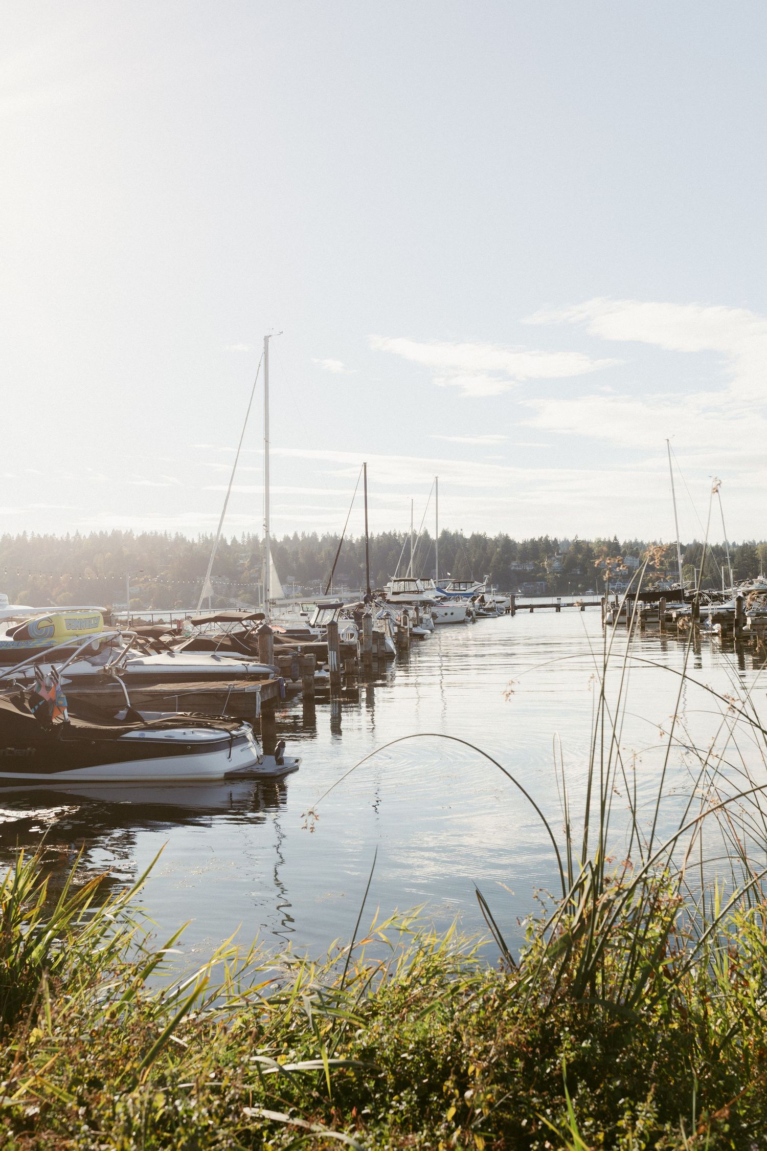 Boats docked at a tranquil marina with tall grass in the foreground and evergreen trees lining the distant shore.