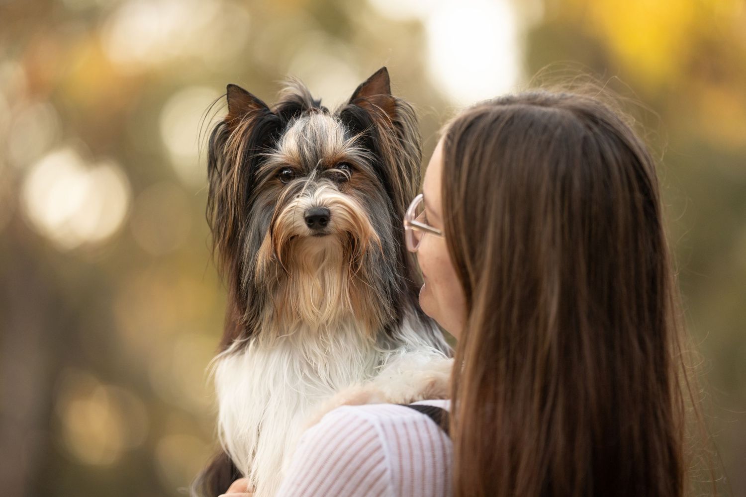 Long-haired small dog being held by a girl in an outdoor setting with warm autumn bokeh background.