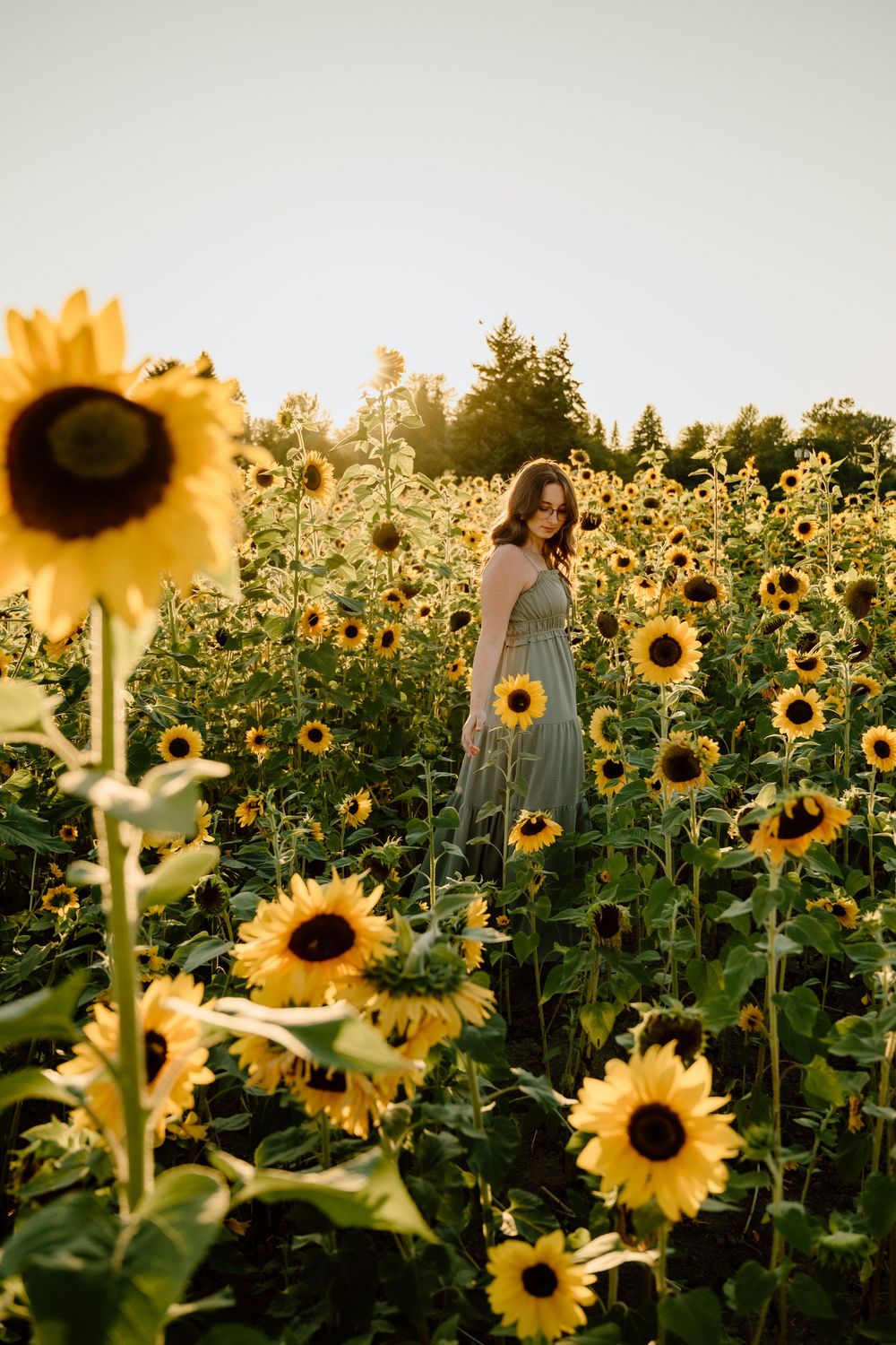 Dreamy sunset photography session in a field of towering sunflowers.