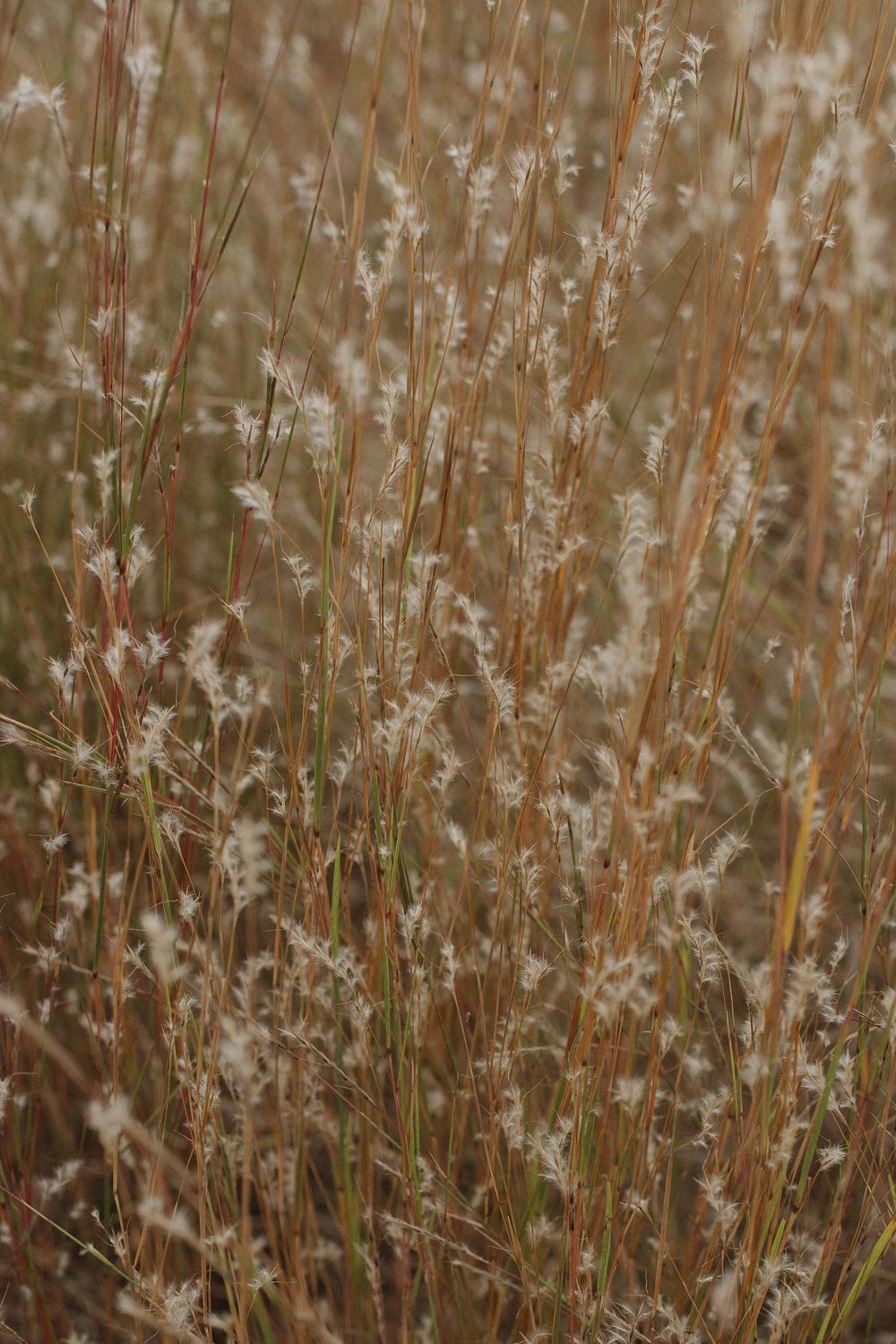 Delicate wispy grass stems backlit in warm autumn sunlight.