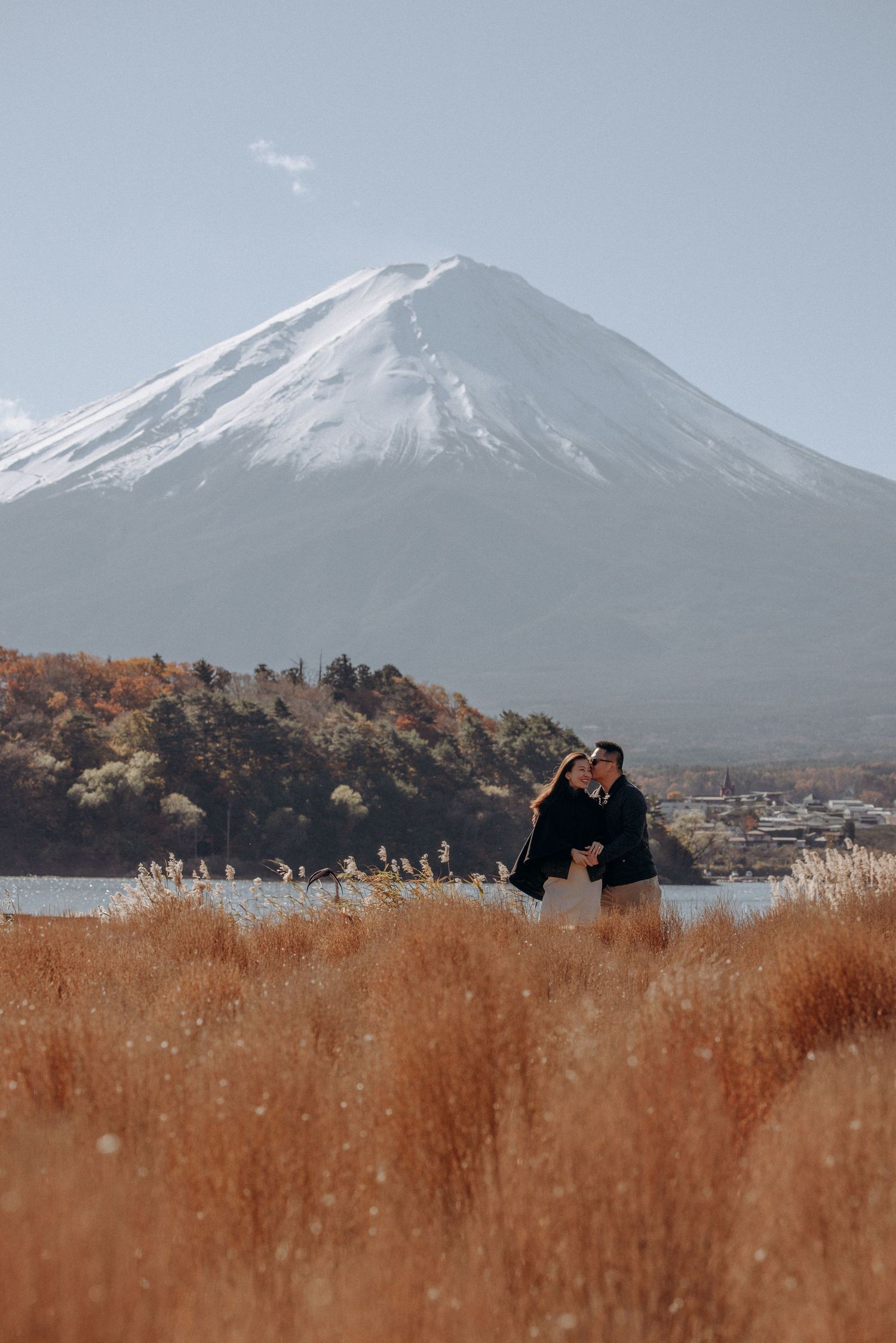 Snow-capped Mount Fuji rises majestically behind golden autumn pampas grass fields at Lake Kawaguchiko in Japan.
