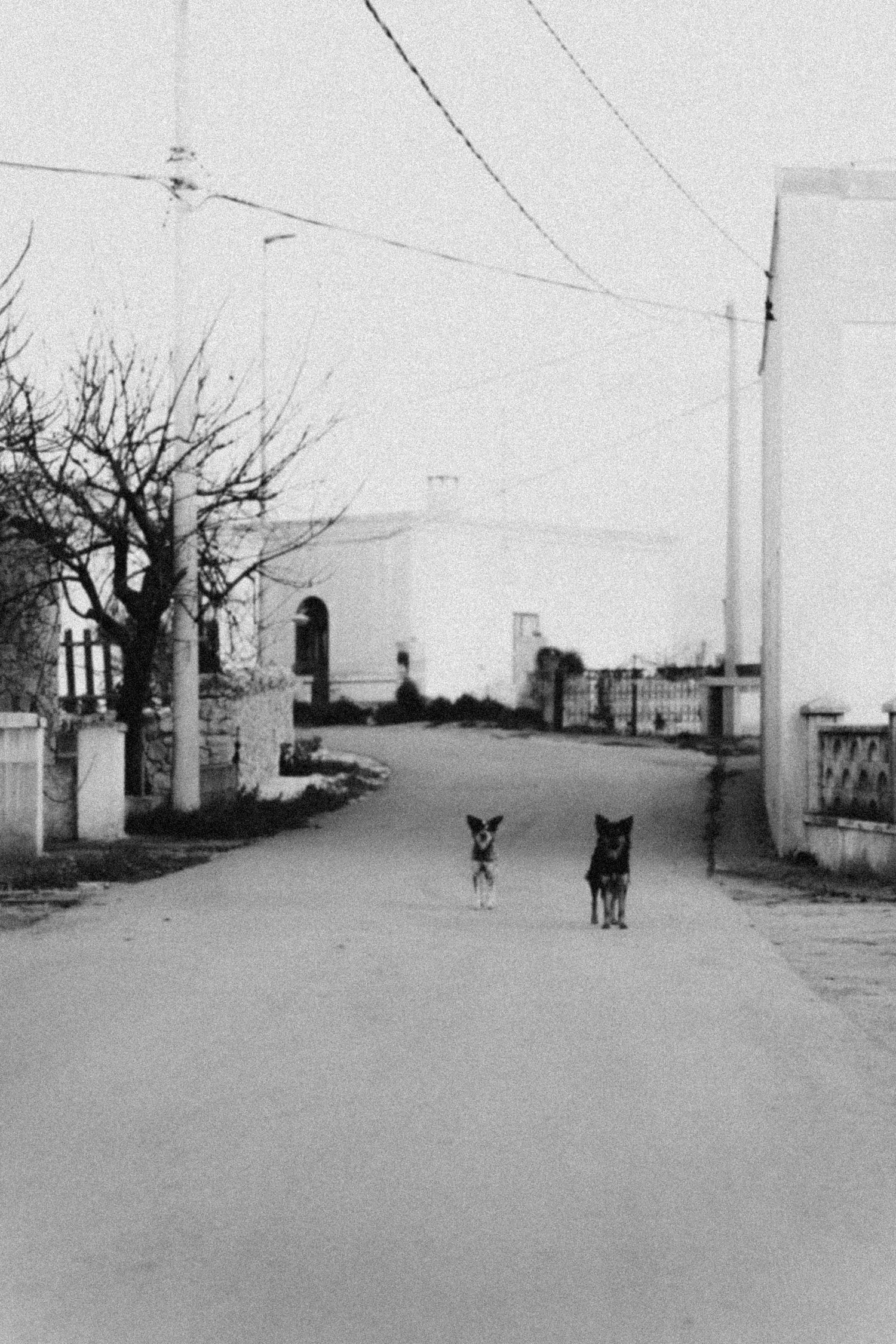 A black and white photo series shows a dog walking down an empty street between white buildings and bare trees.
