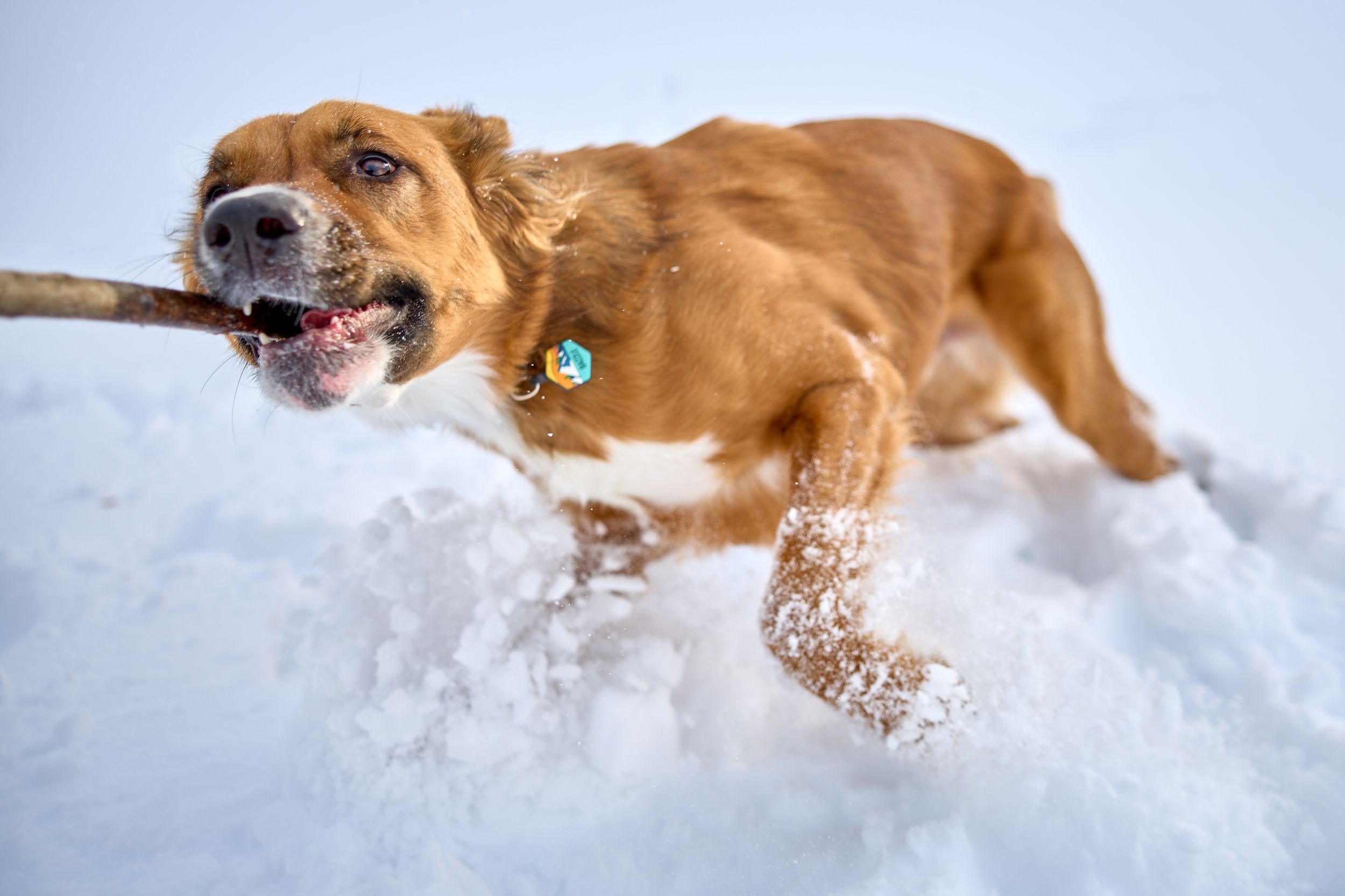 A dog runs through the snow during a pet portrait session.