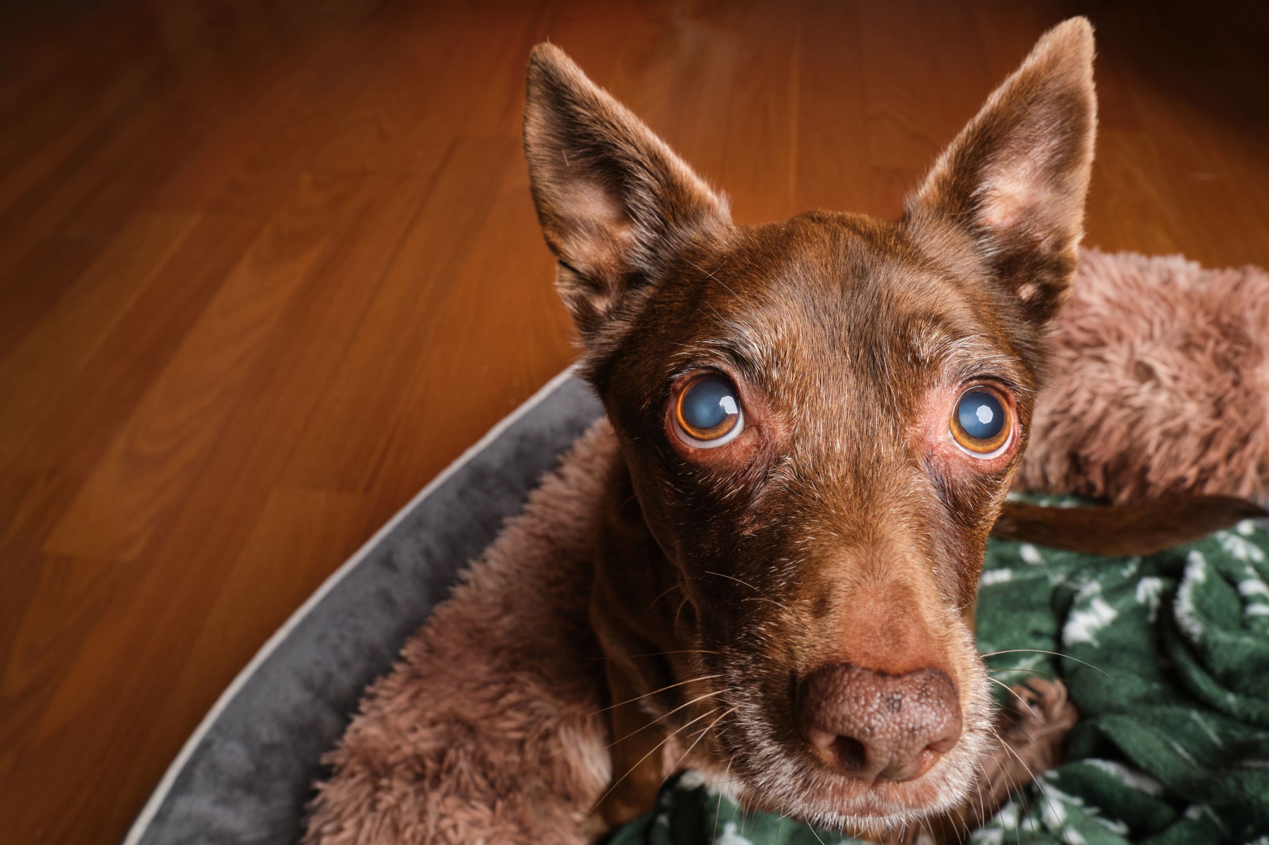 A small chihuahua sits on its bed for a pet portrait