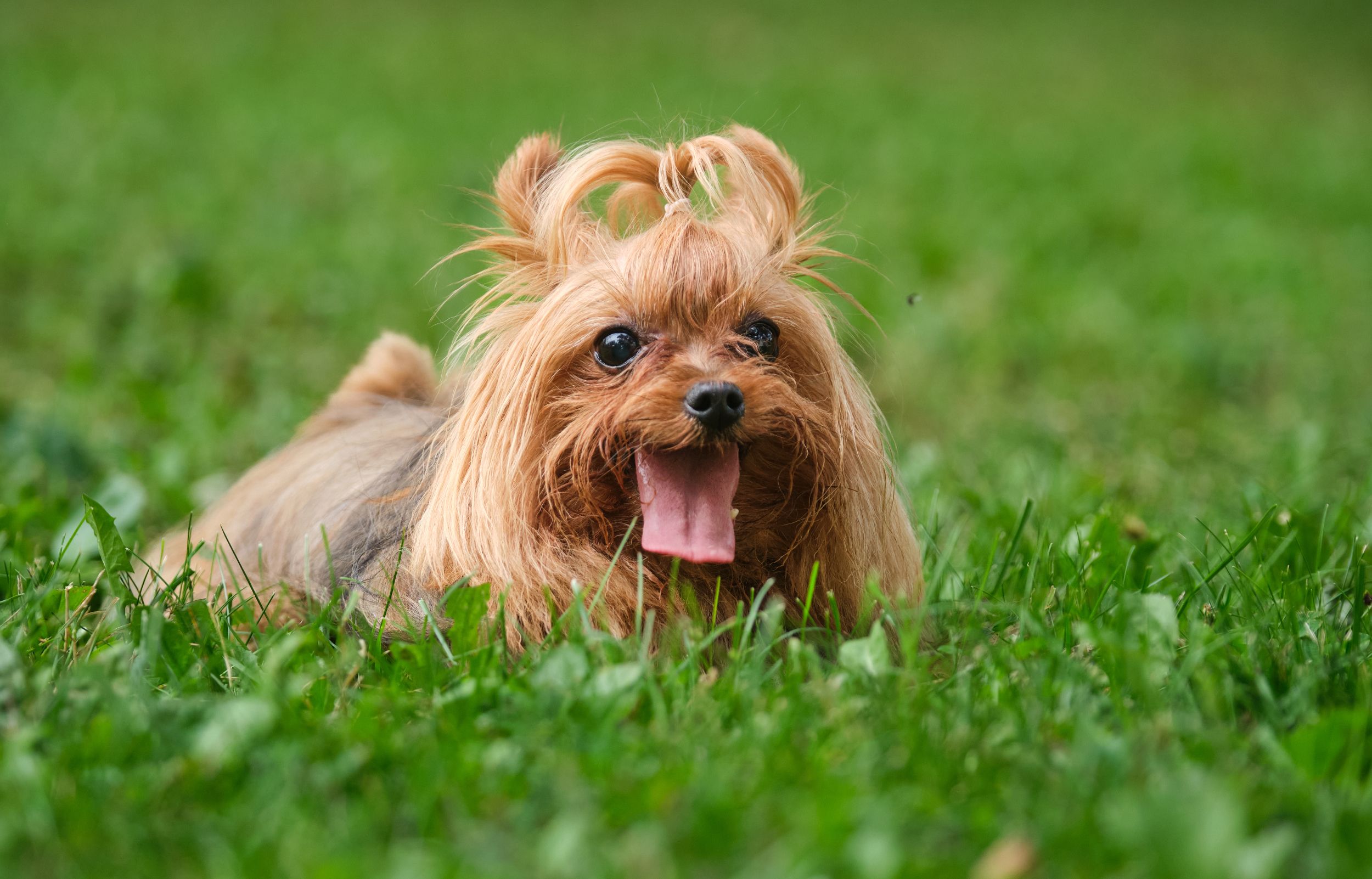 A small dog sits in the grass during a pet portrait session