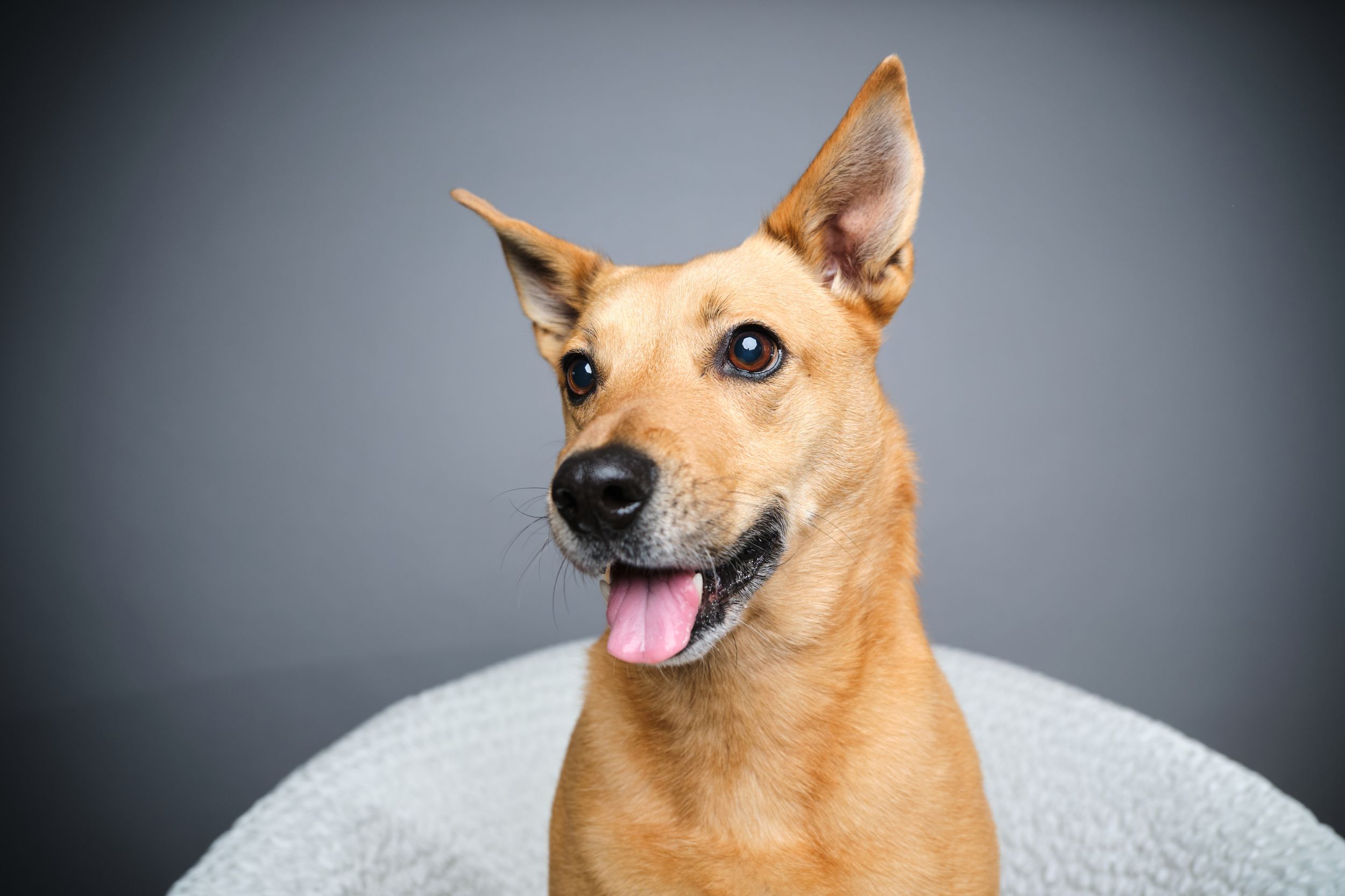 a rescue dog sits for a studio portrait