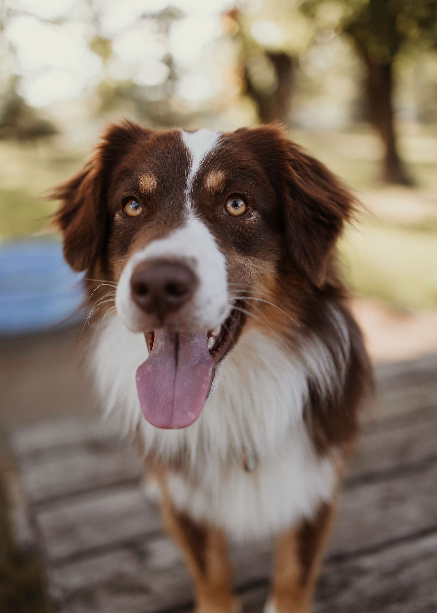 Red tri Australian shepherd stud