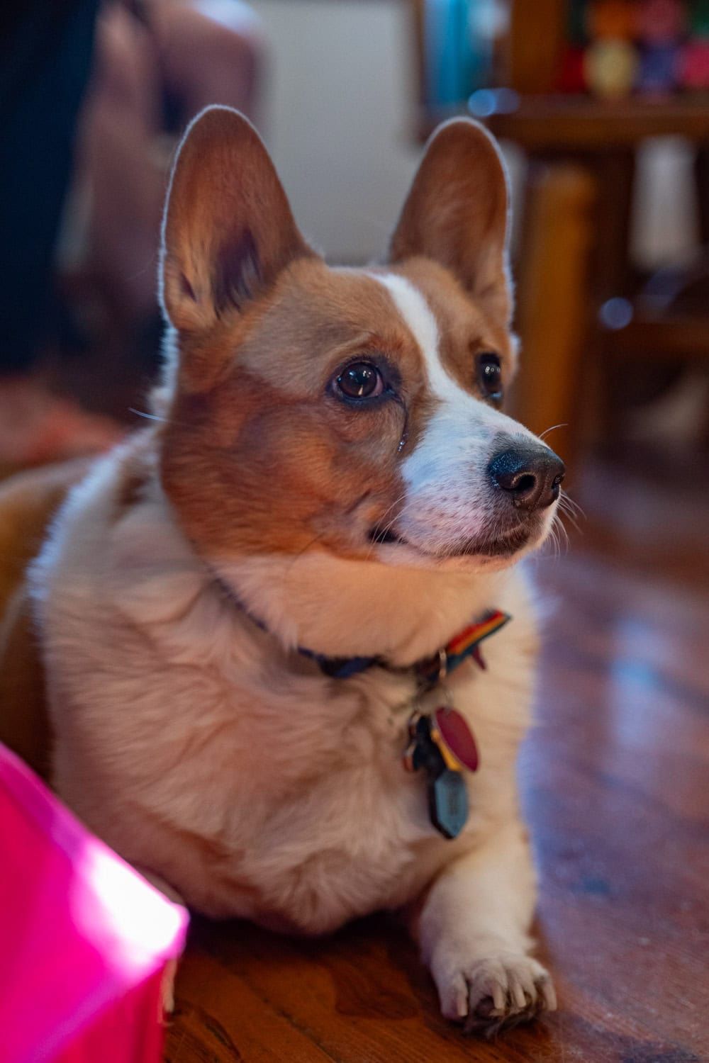 Adorable corgi puppy with brown and white fur looking up attentively on wooden surface.