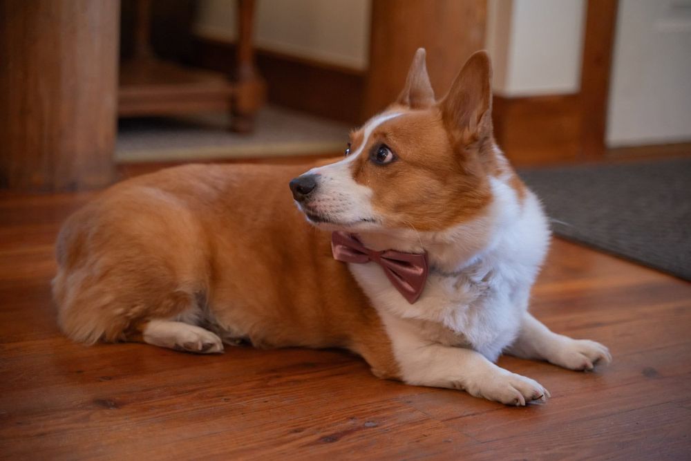 Corgi dog lying on hardwood floor with alert expression and distinctive orange and white fur.