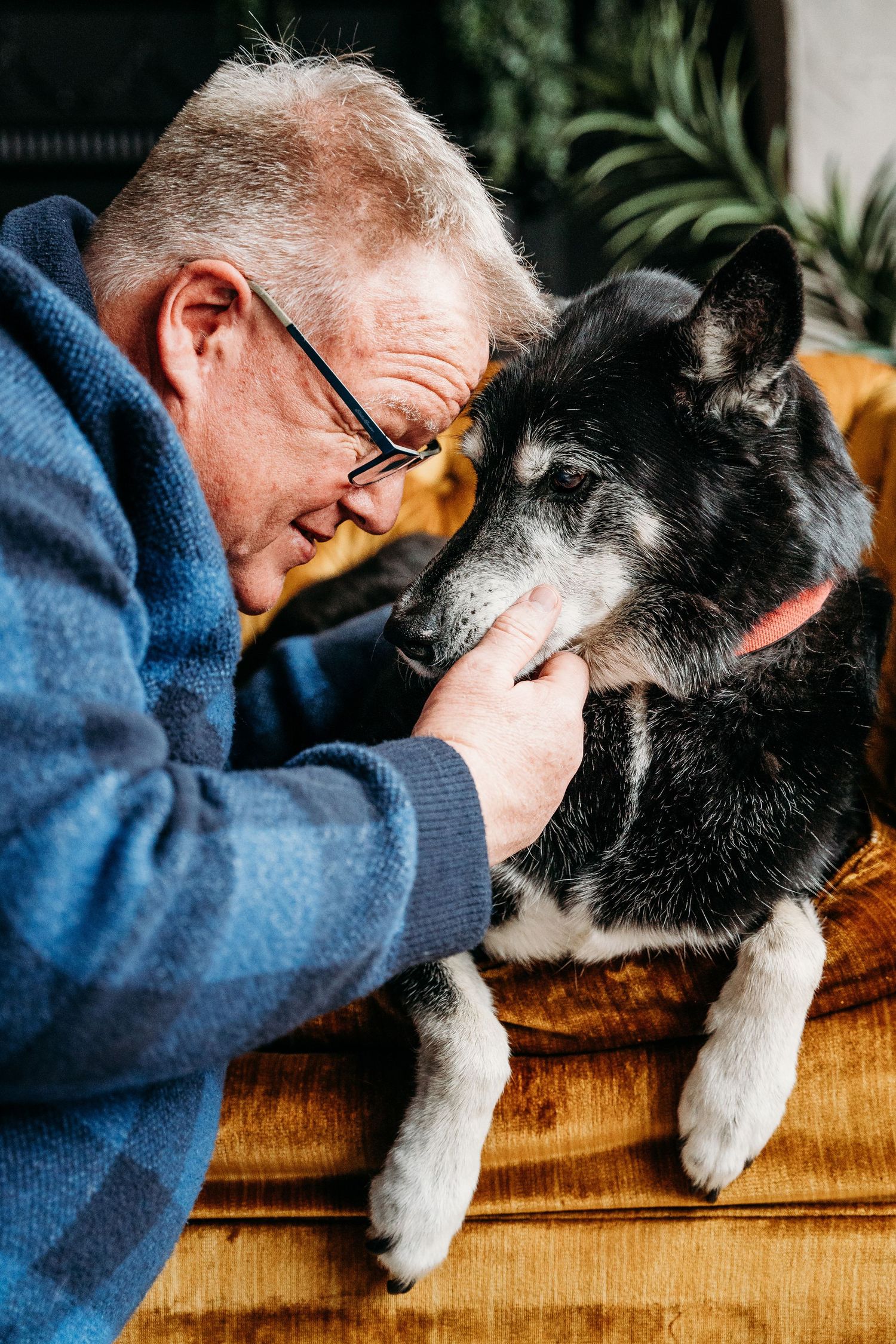 Close up sequence of affectionate interaction between dog and person on leather couch.