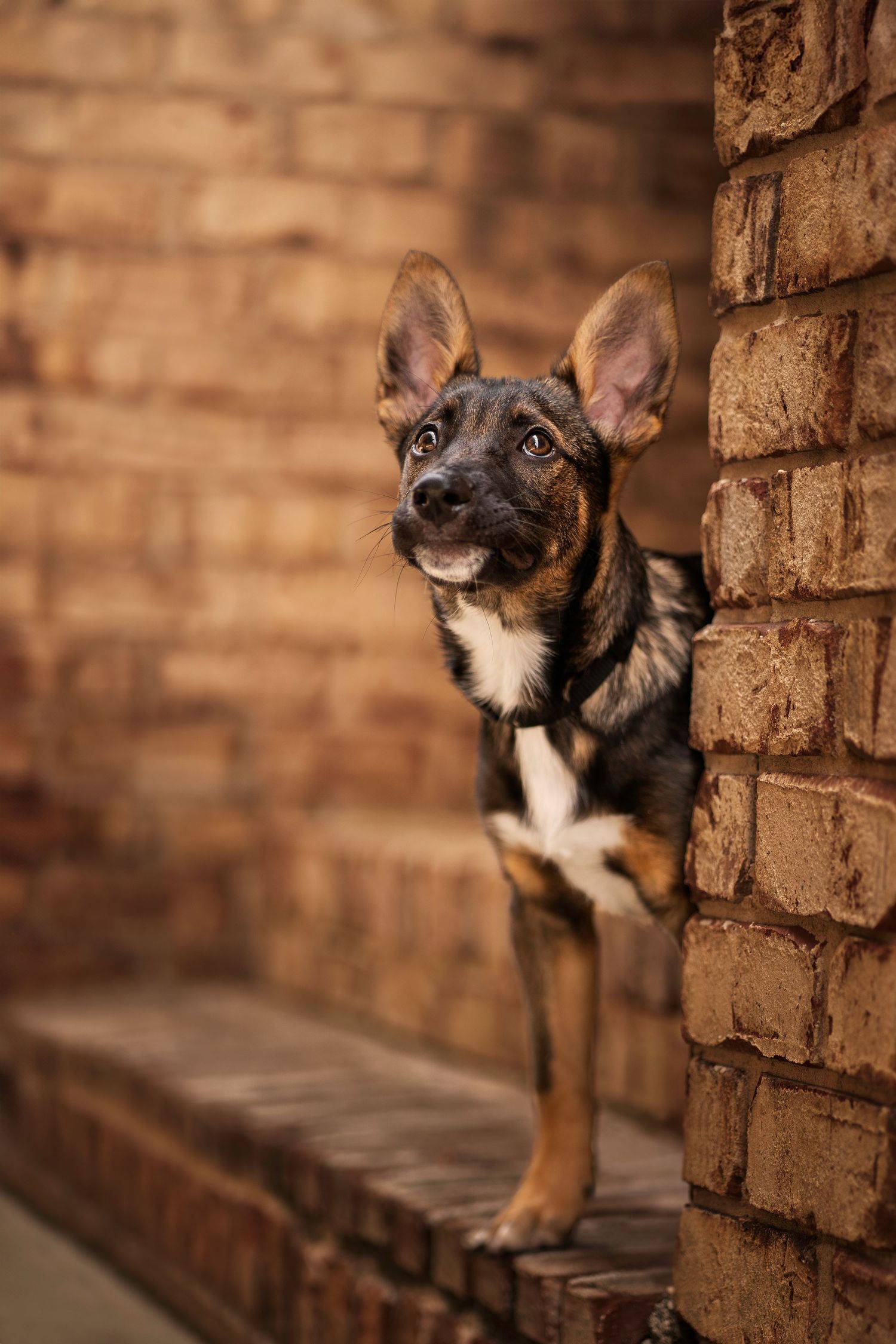 Fine art dog photography Pensacola FL