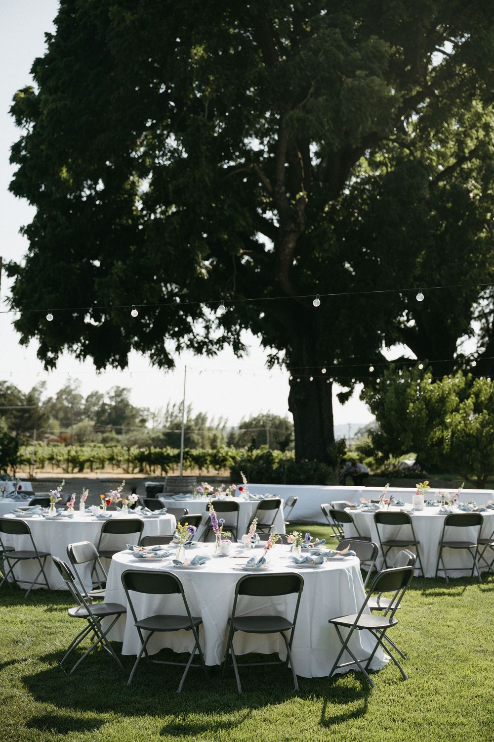 White round tables and chairs set up for an outdoor event on a grassy lawn beneath large shade trees in Healdsburg, CA
