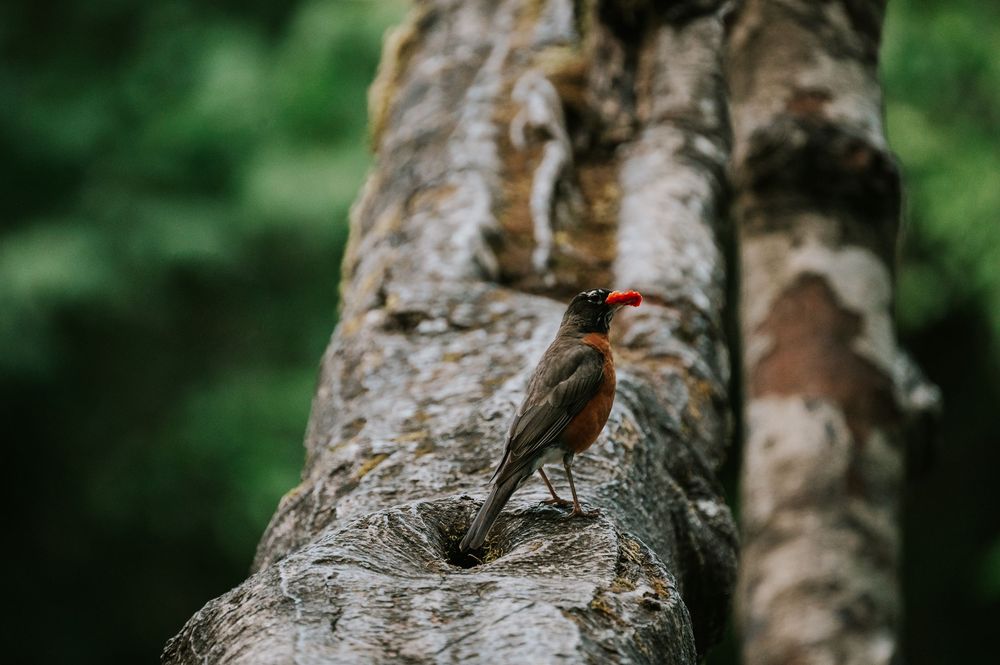 Photography of wood pecker bird in forest Cathedral Groves, MacMillan Park. Vancouver Island adventure photographer