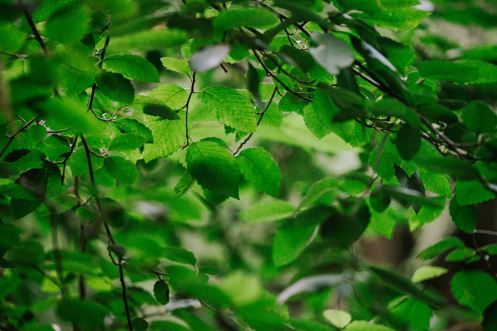 Detail photo of engaged of tree leaves in forest Cathedral Groves, MacMillan Park. Vancouver Island adventure photographer