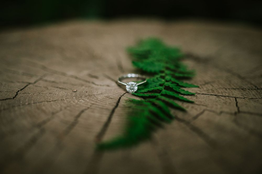 Detail photo of engagement ring on stump in forest with fern in Cathedral Groves, MacMillan Park. Vancouver Island adventure photographer
