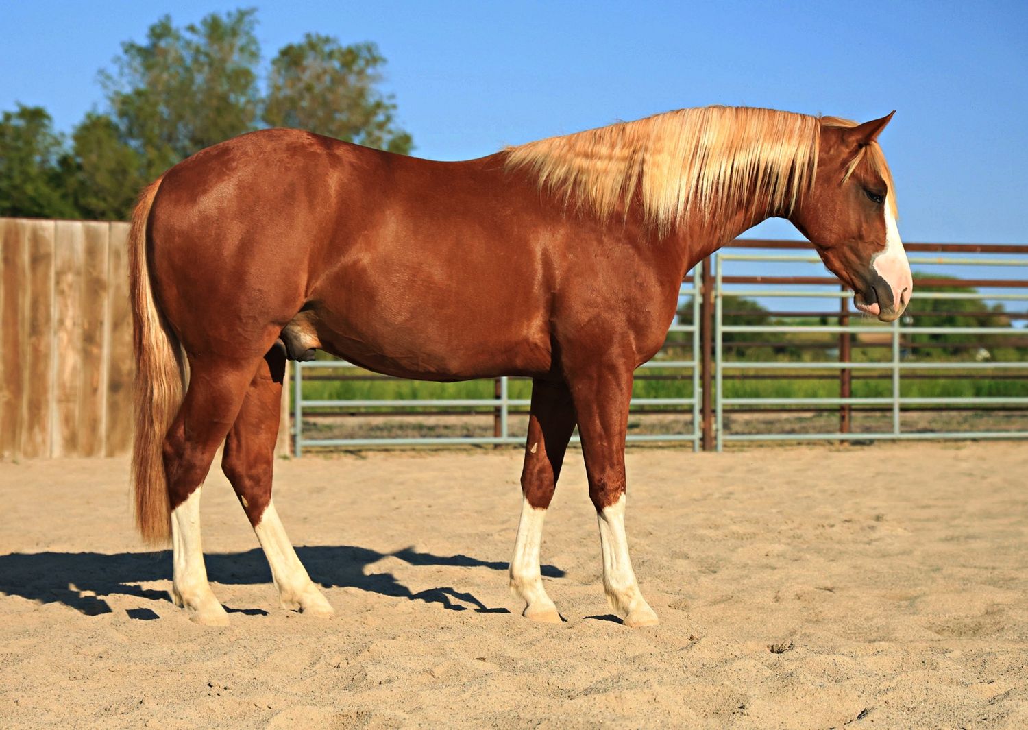 Sale Horse Photo