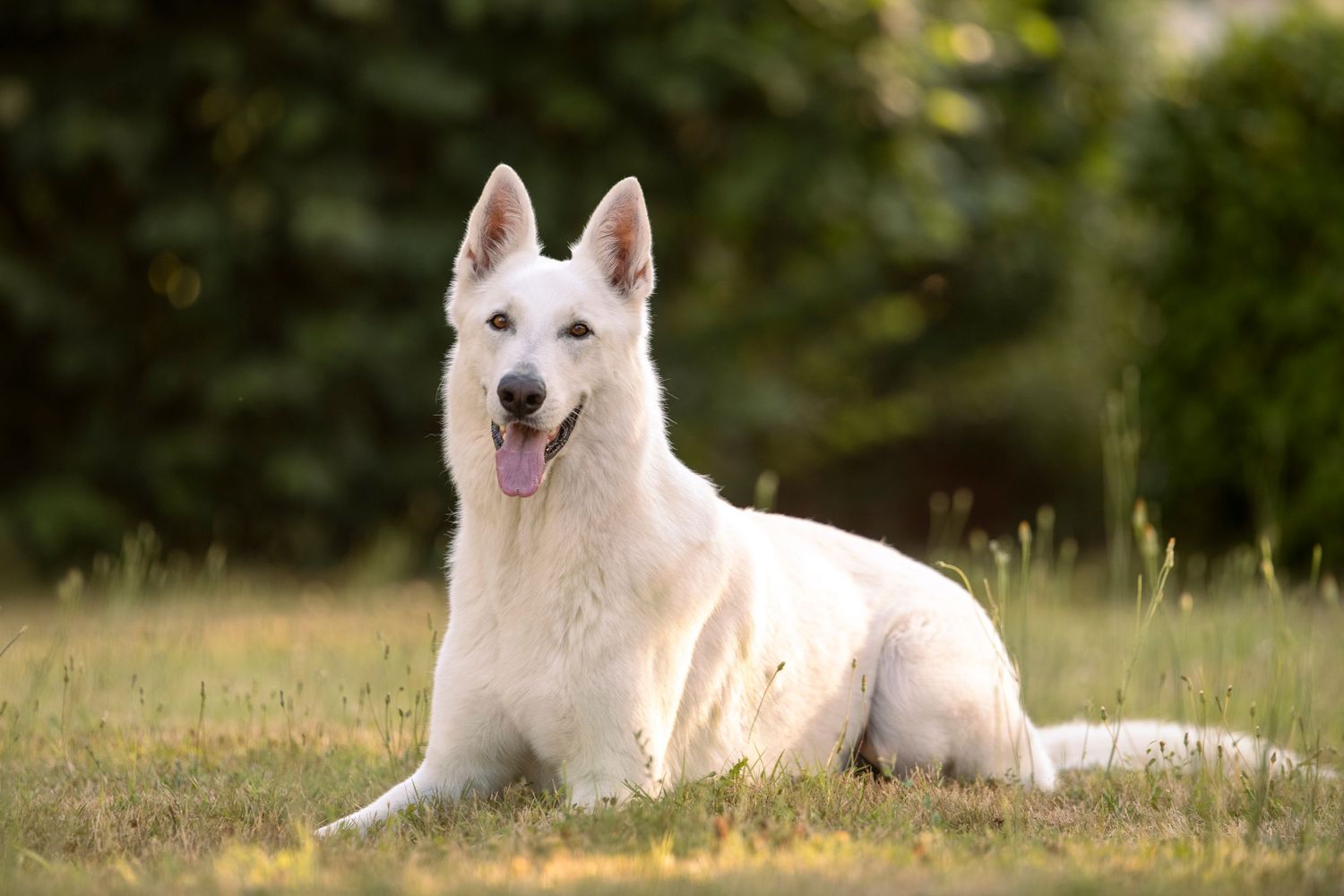 Chien berger blanc suisse