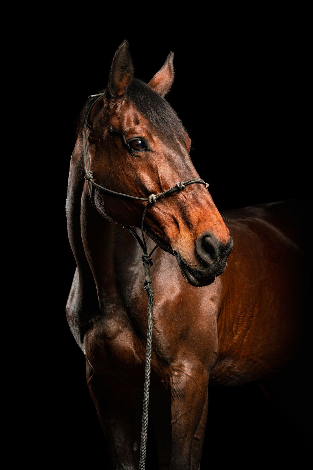 Equine Photography