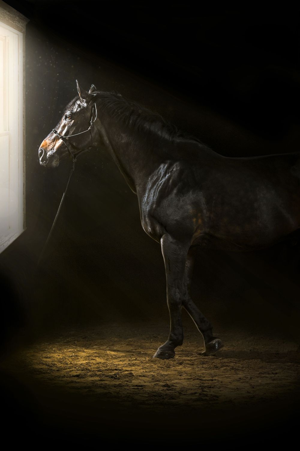 Equine photography
