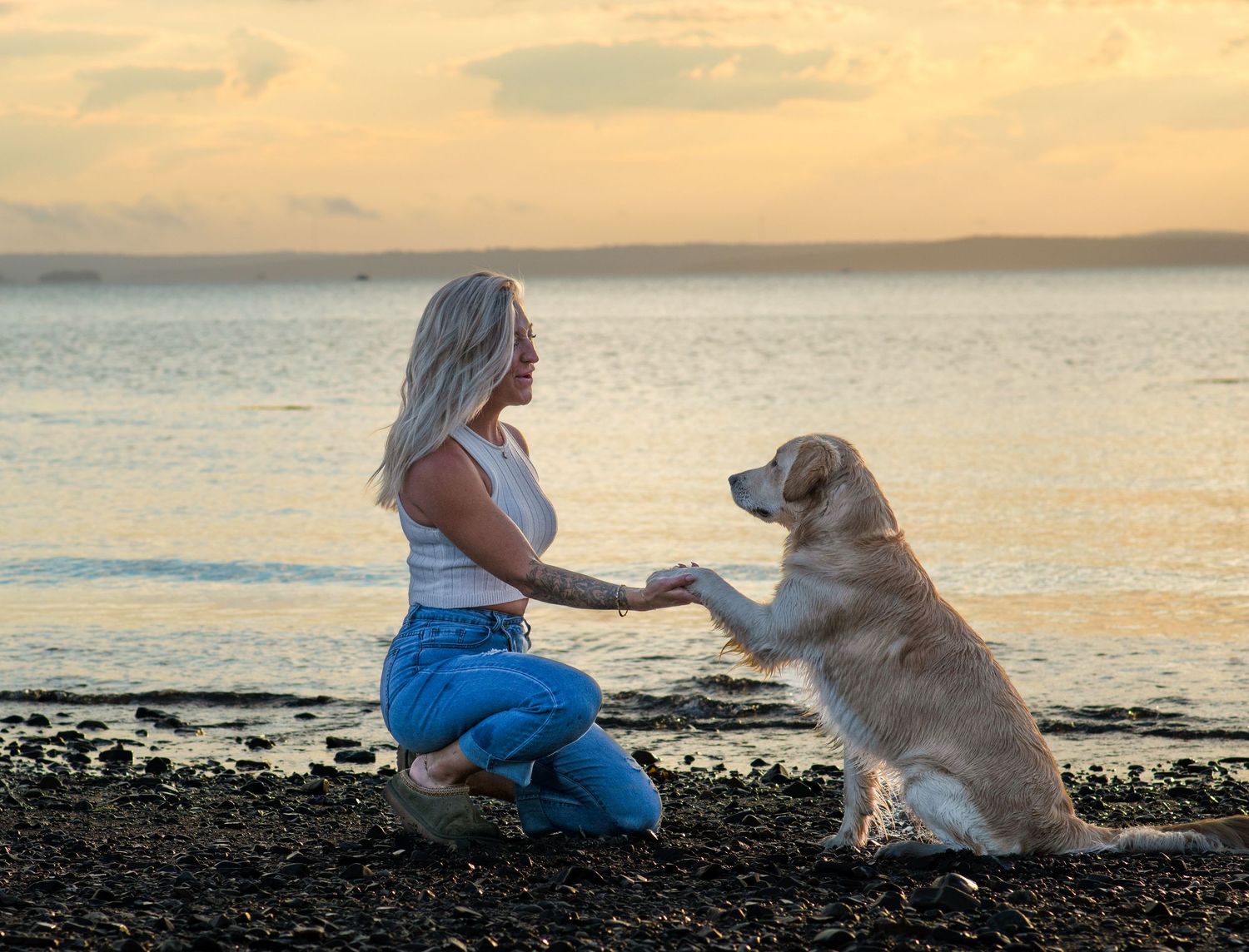 Blonde woman kneeling on a rocky beach shaking paws with her golden retriever at sunset. Photo by Xenophon Photography in Maine.