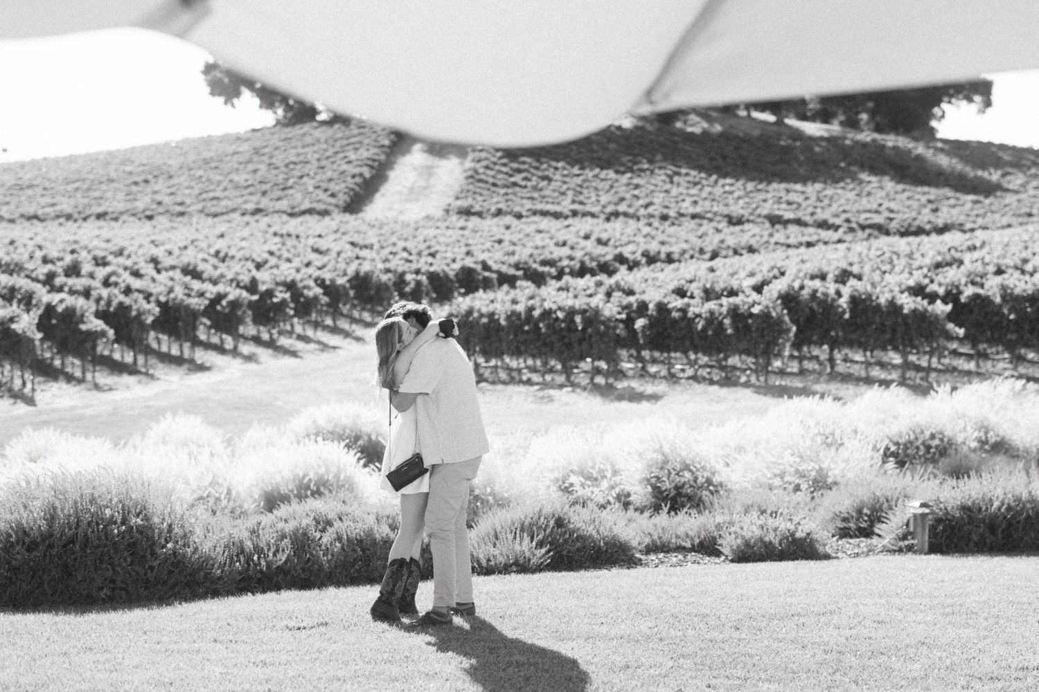 A scenic collection of black and white landscape photographs showing rolling hills and vineyard rows in wine country.