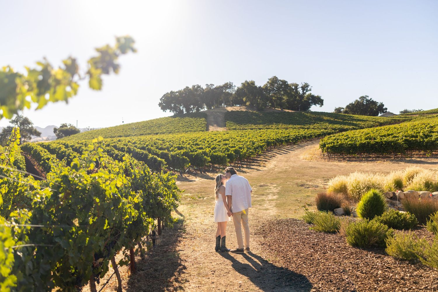 People walking along dirt paths between lush vineyard rows on a bright sunny California afternoon.